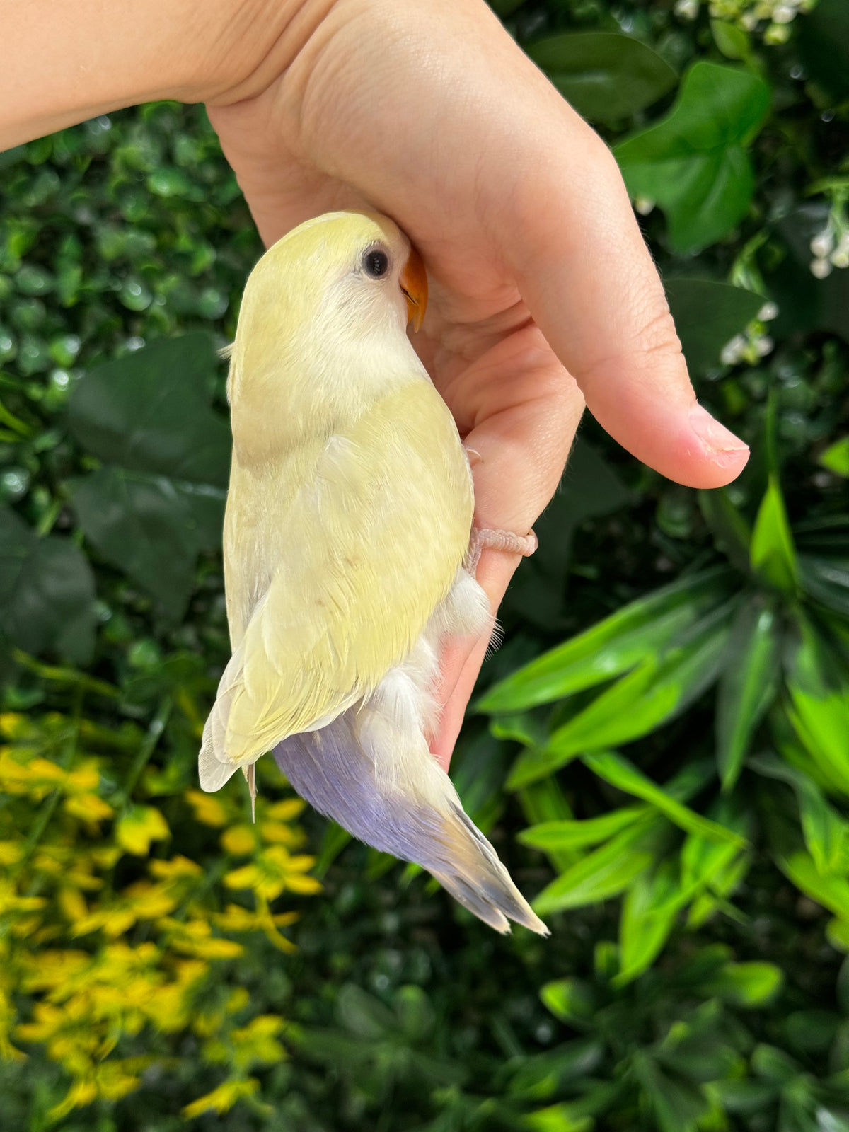 Handraised Lovebird
