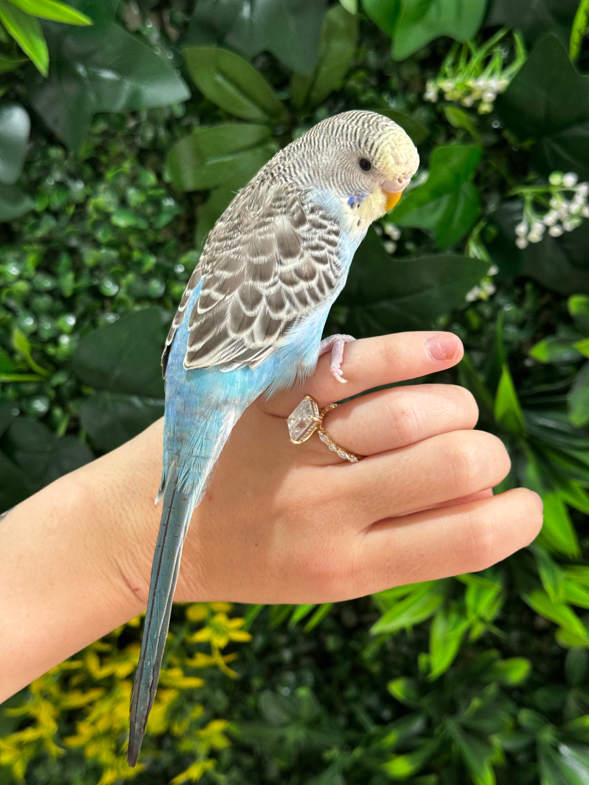 Handraised Budgie