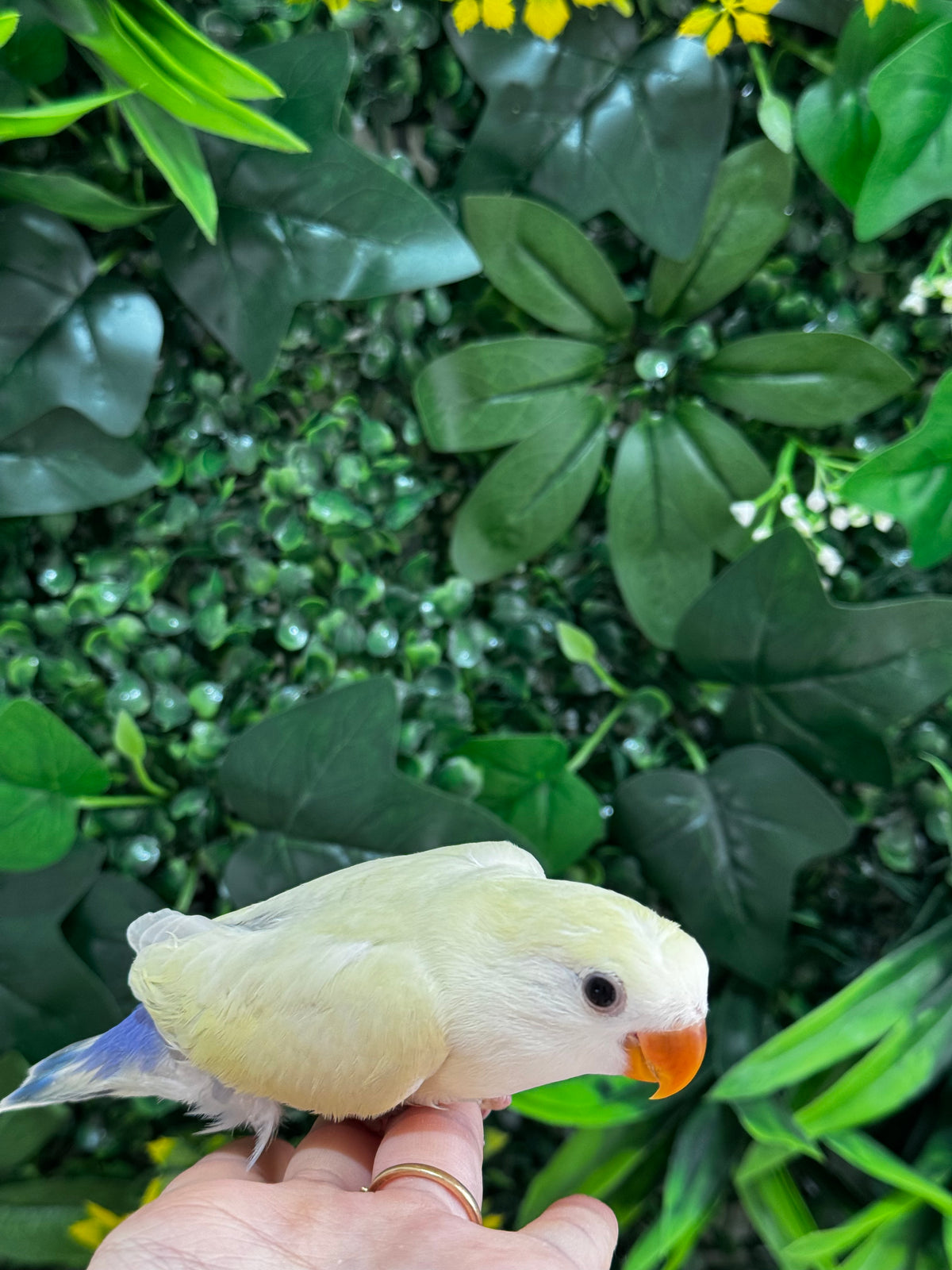 Handraised Lovebird