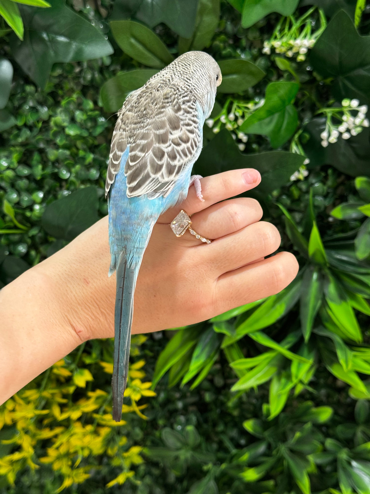 Handraised Budgie