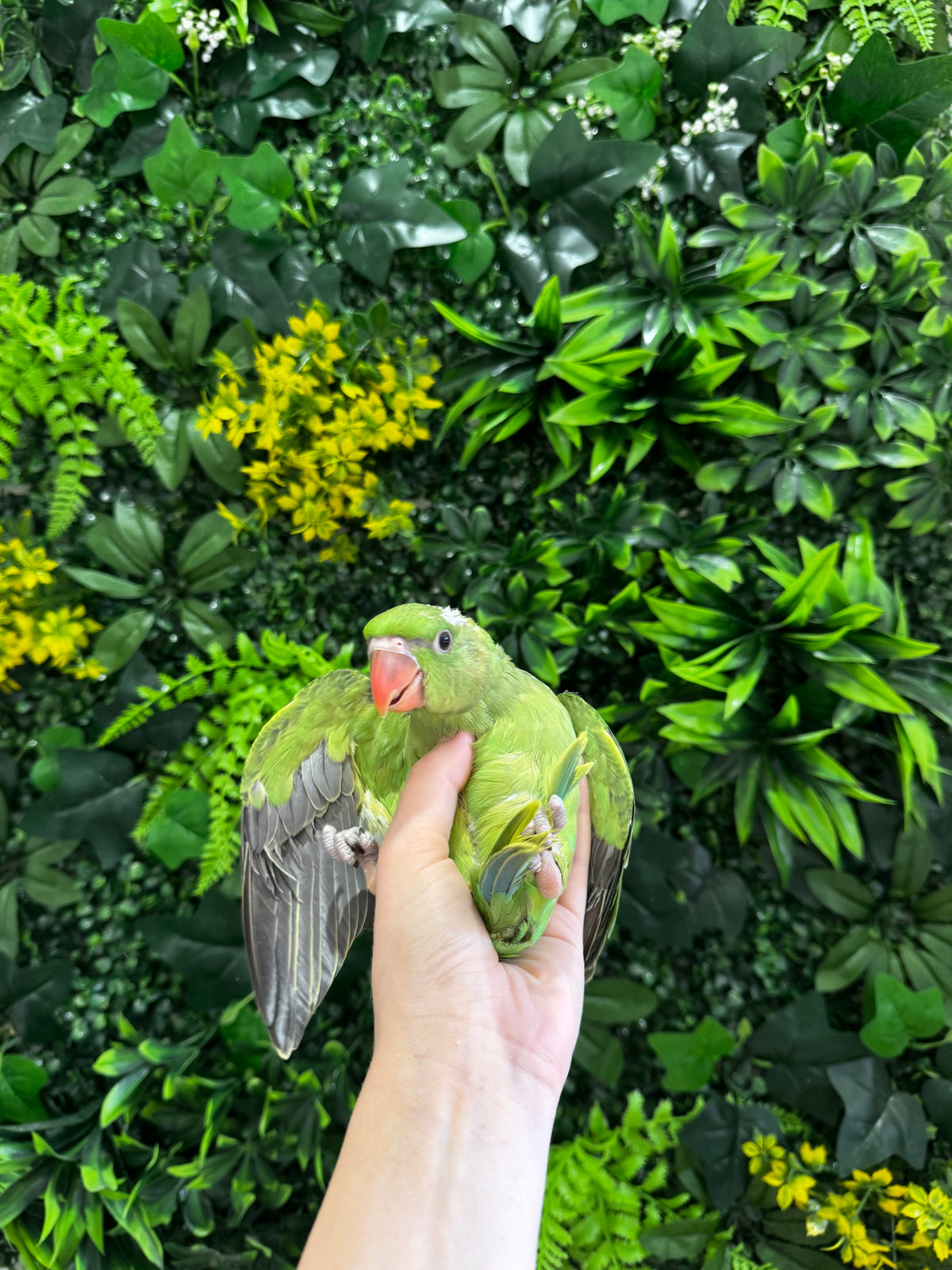 Handraised Alexandrine