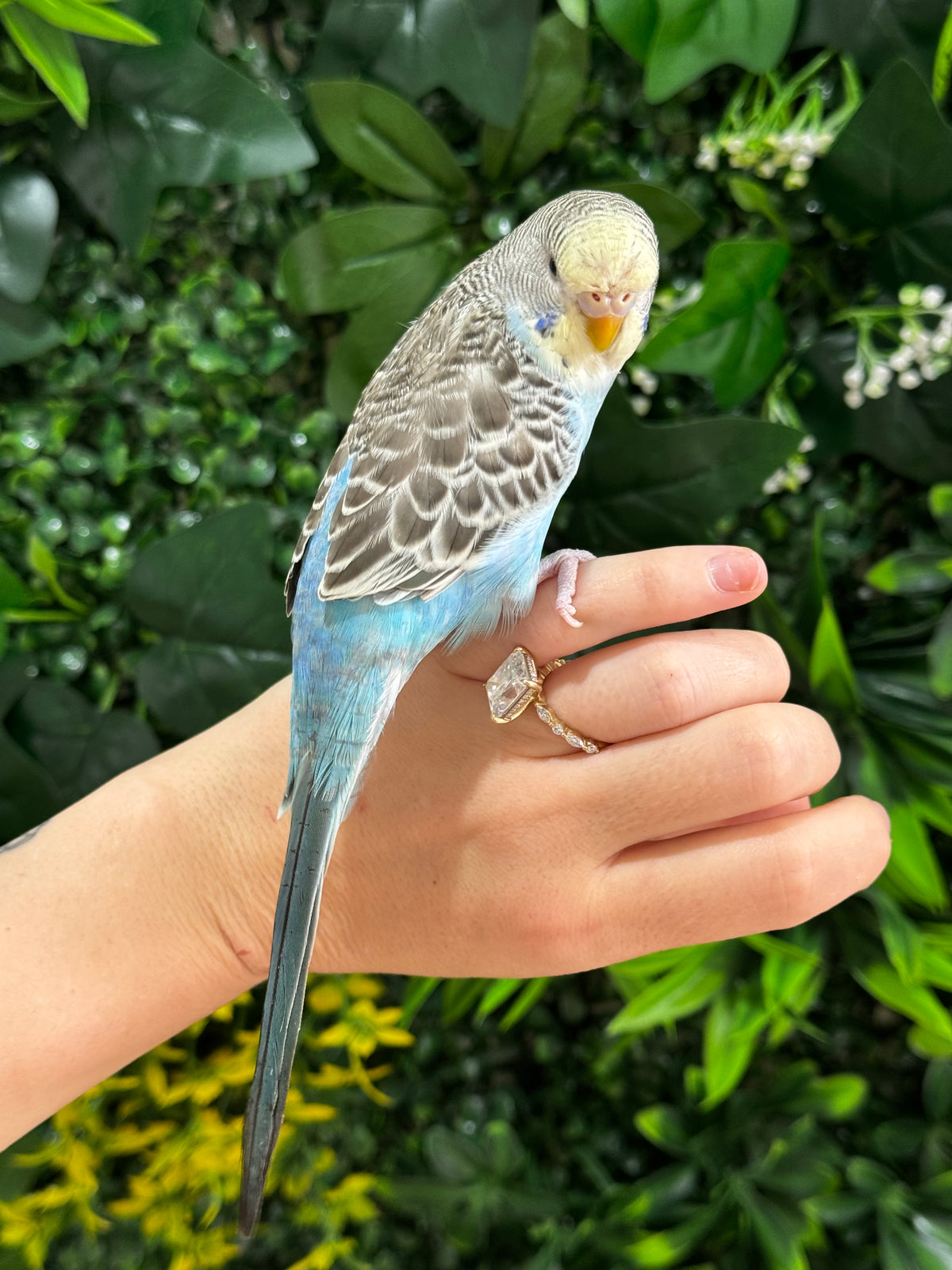Handraised Budgie