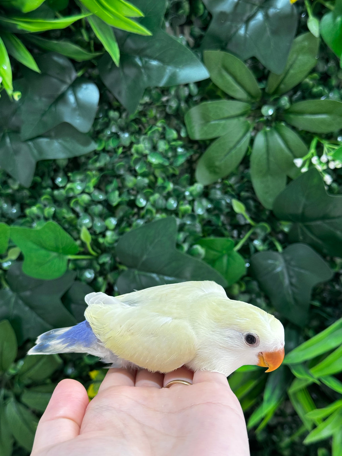 Handraised Lovebird
