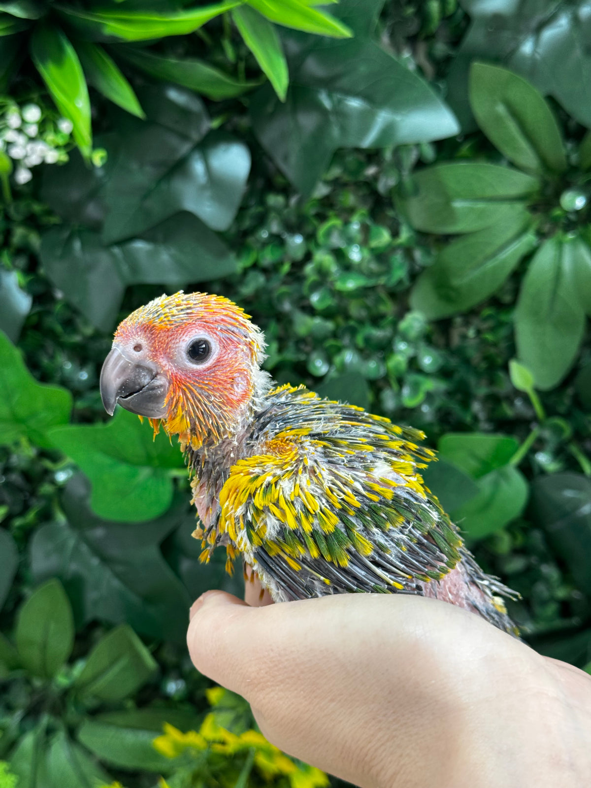 Handraised Sun Conure
