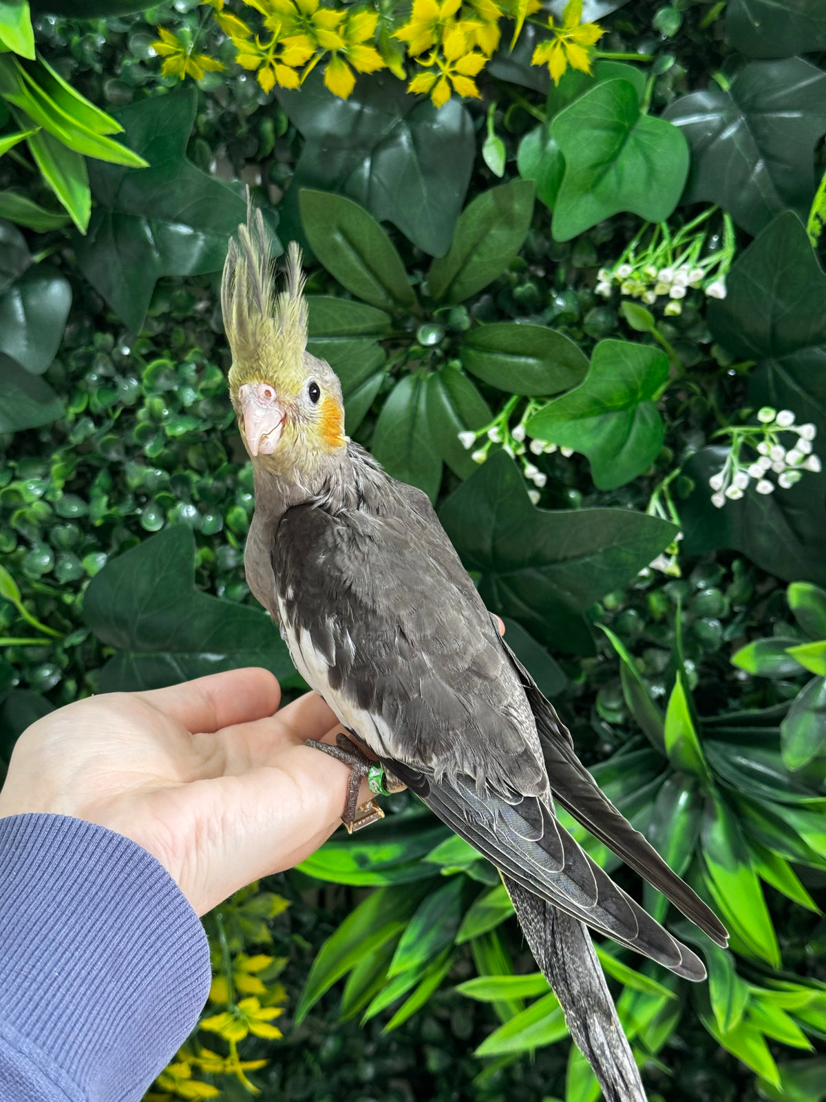 Handraised Cockatiel