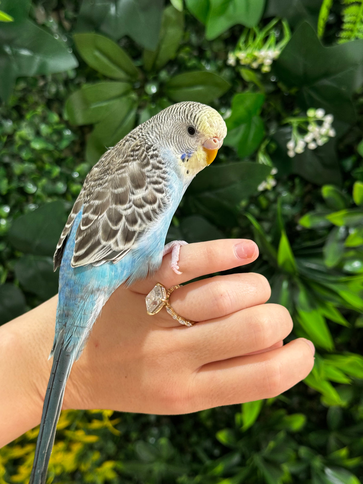 Handraised Budgie