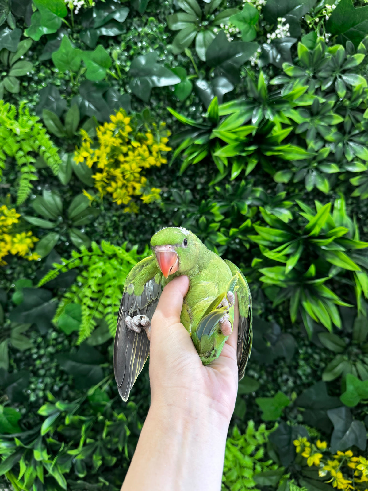 Handraised Alexandrine