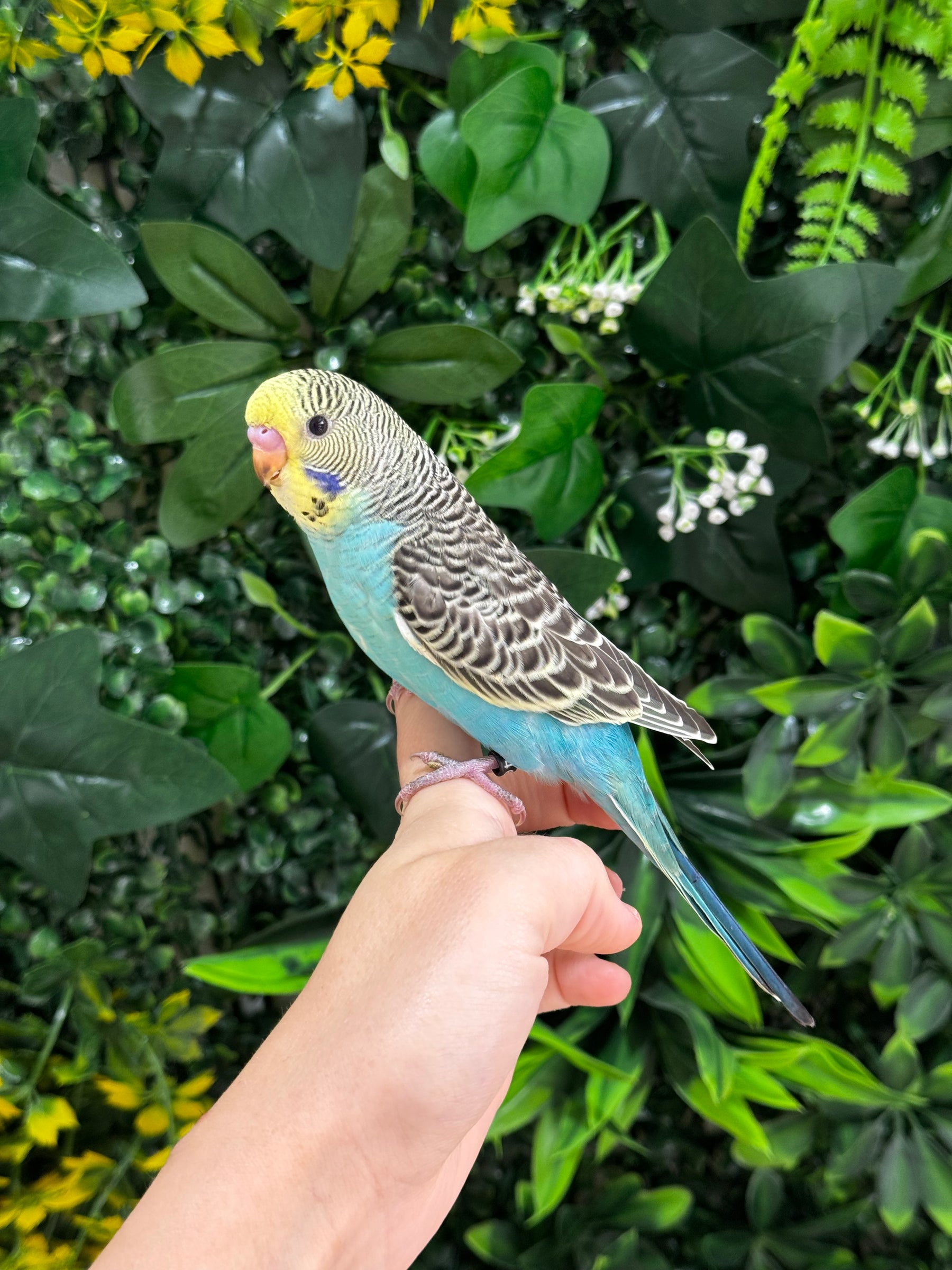 Handraised Budgie