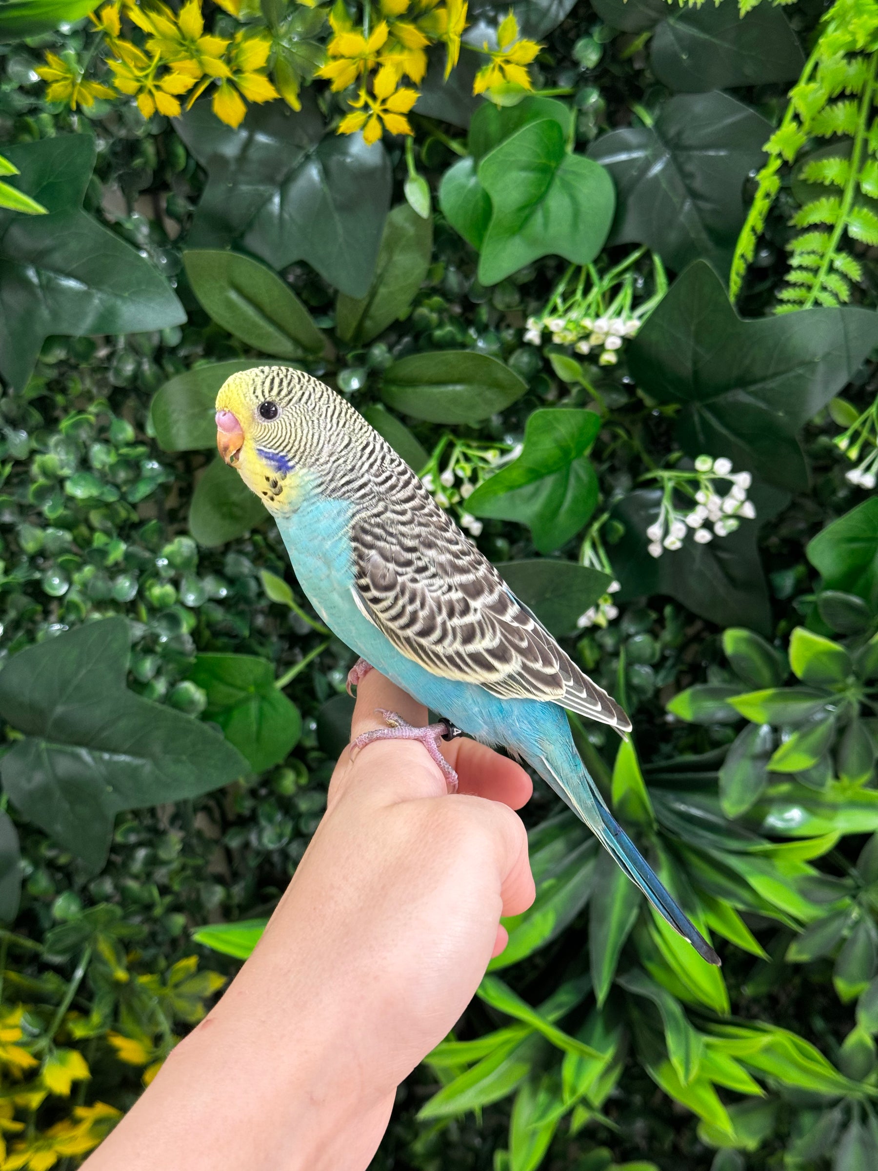 Handraised Budgie