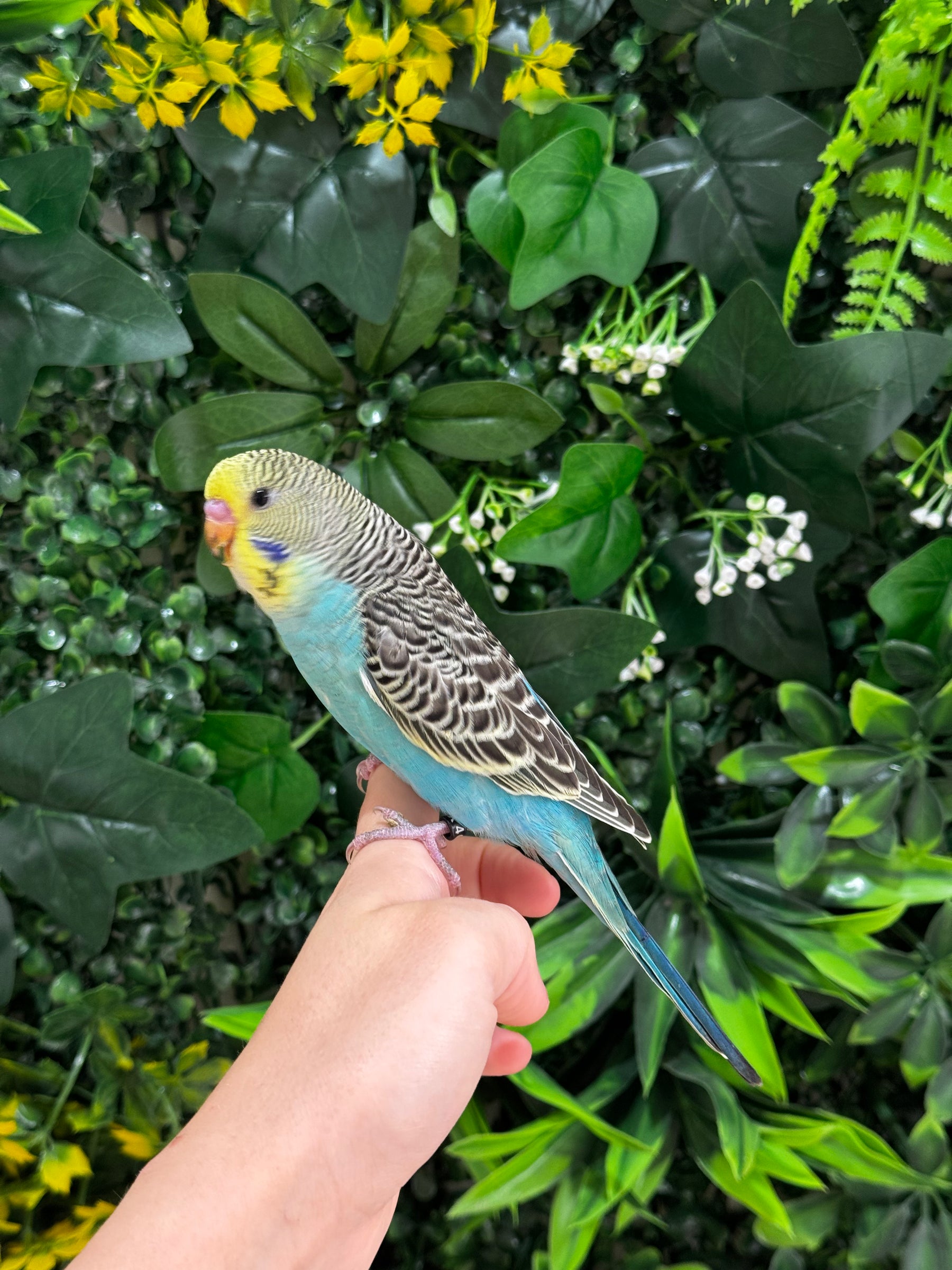 Handraised Budgie
