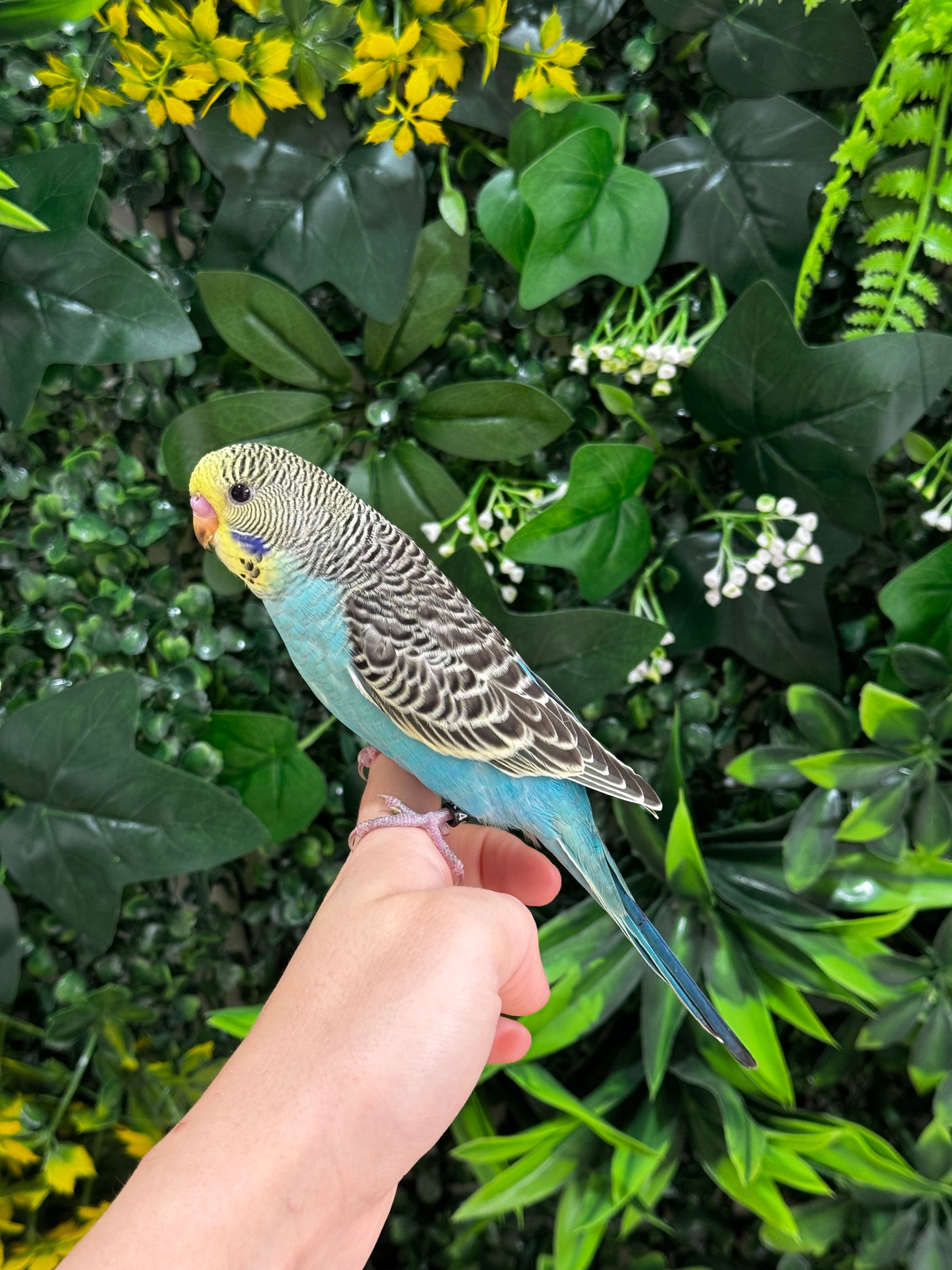 Handraised Budgie