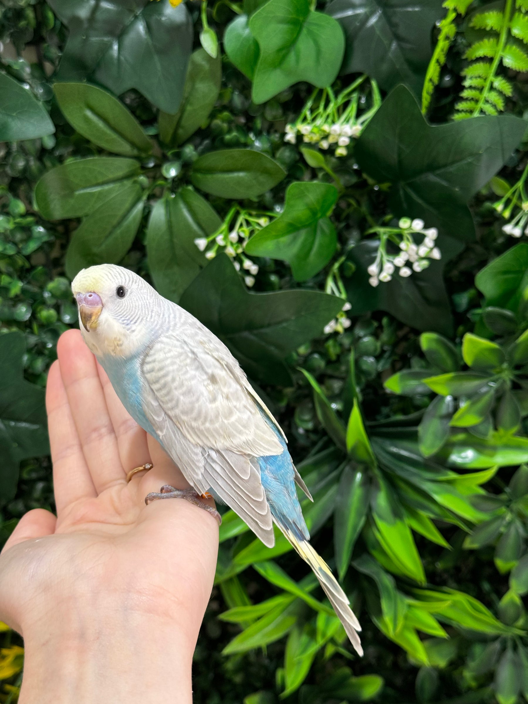Handraised Budgie