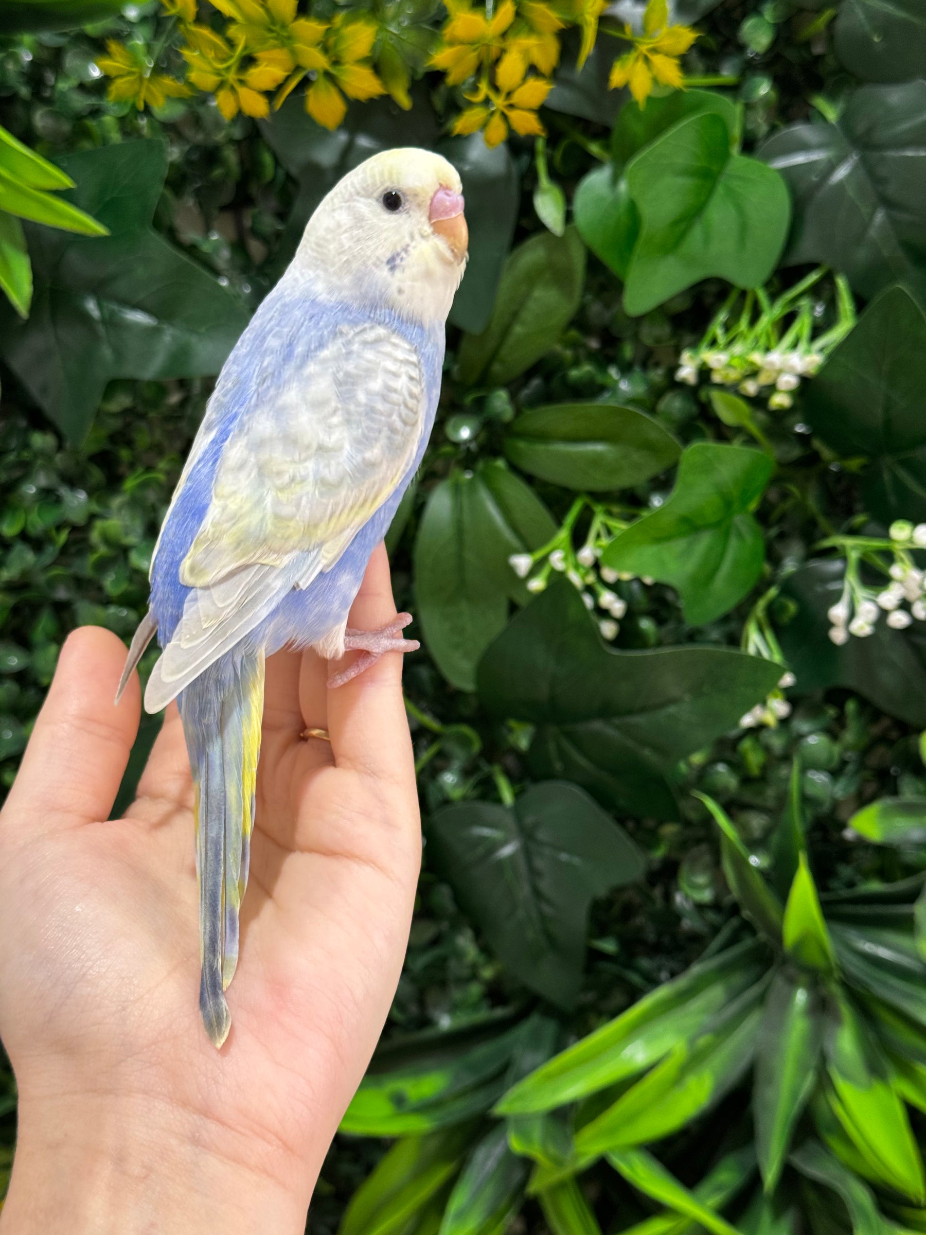 Handraised Budgie