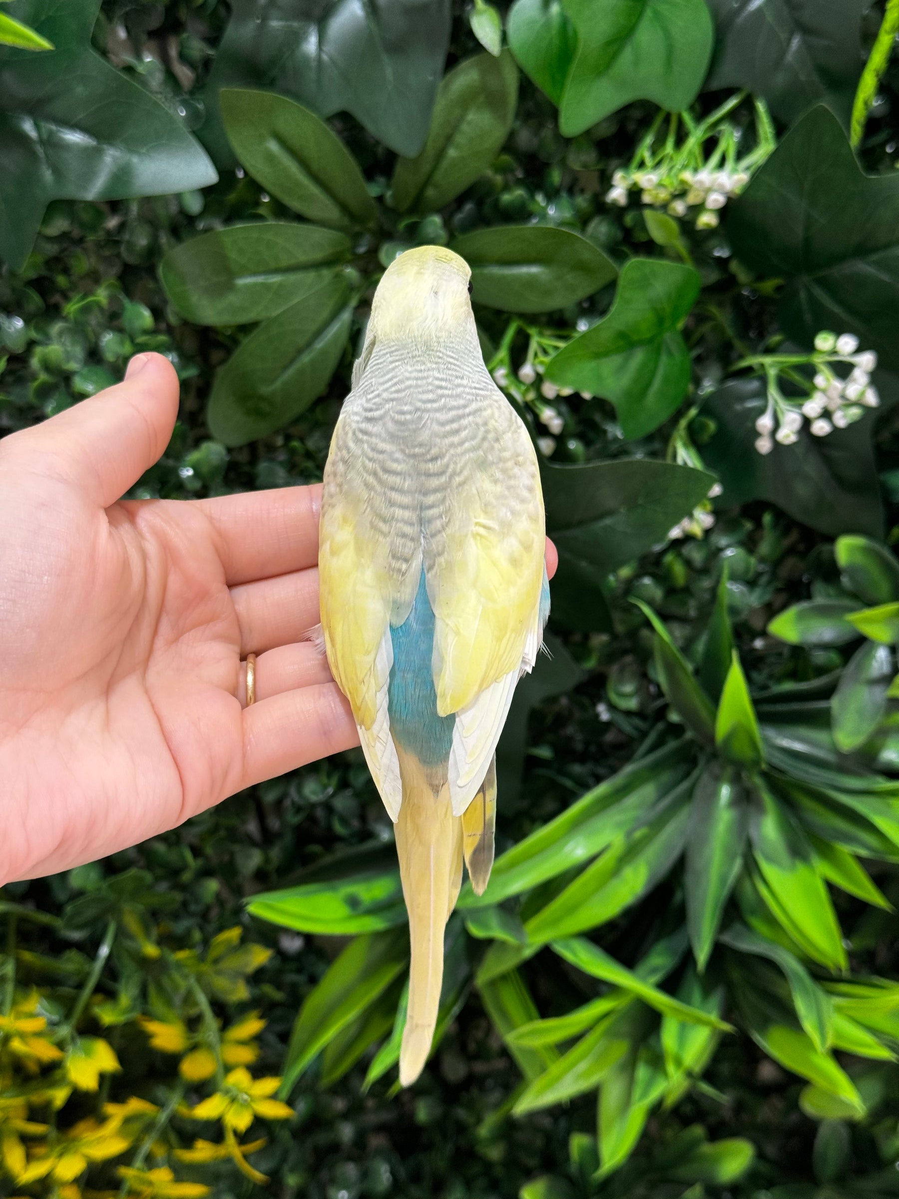Handraised Budgie