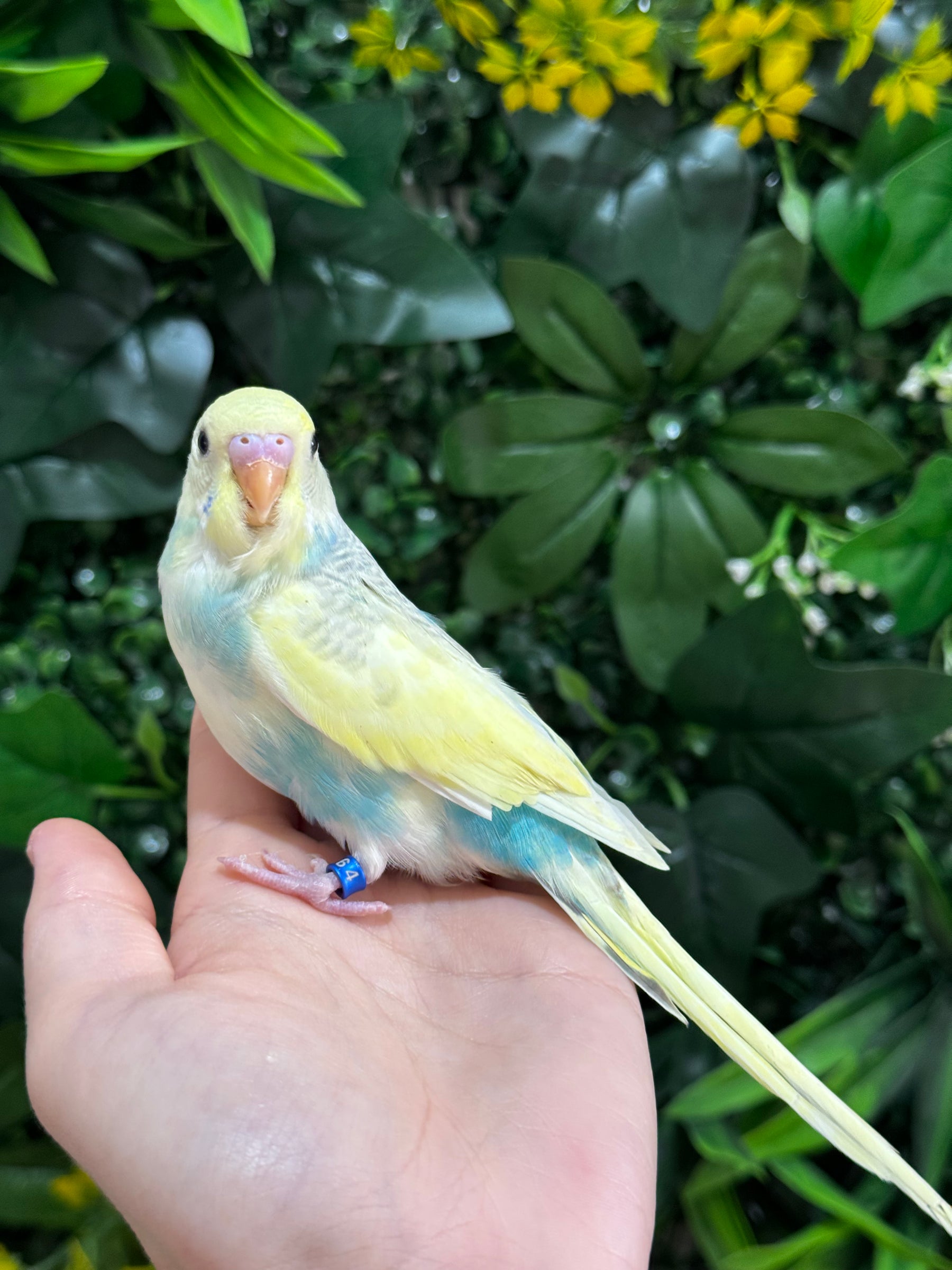 Handraised Budgie