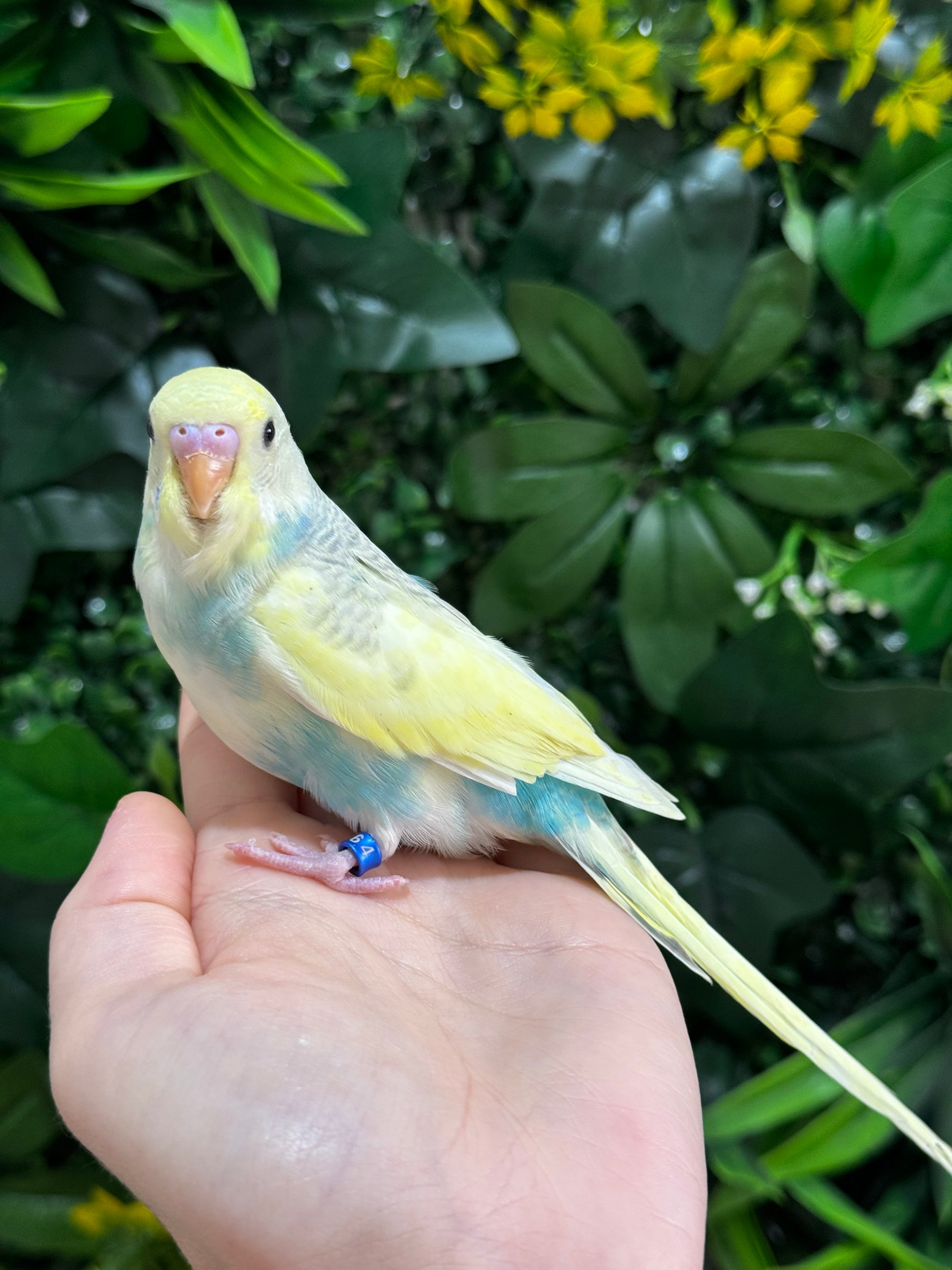 Handraised Budgie