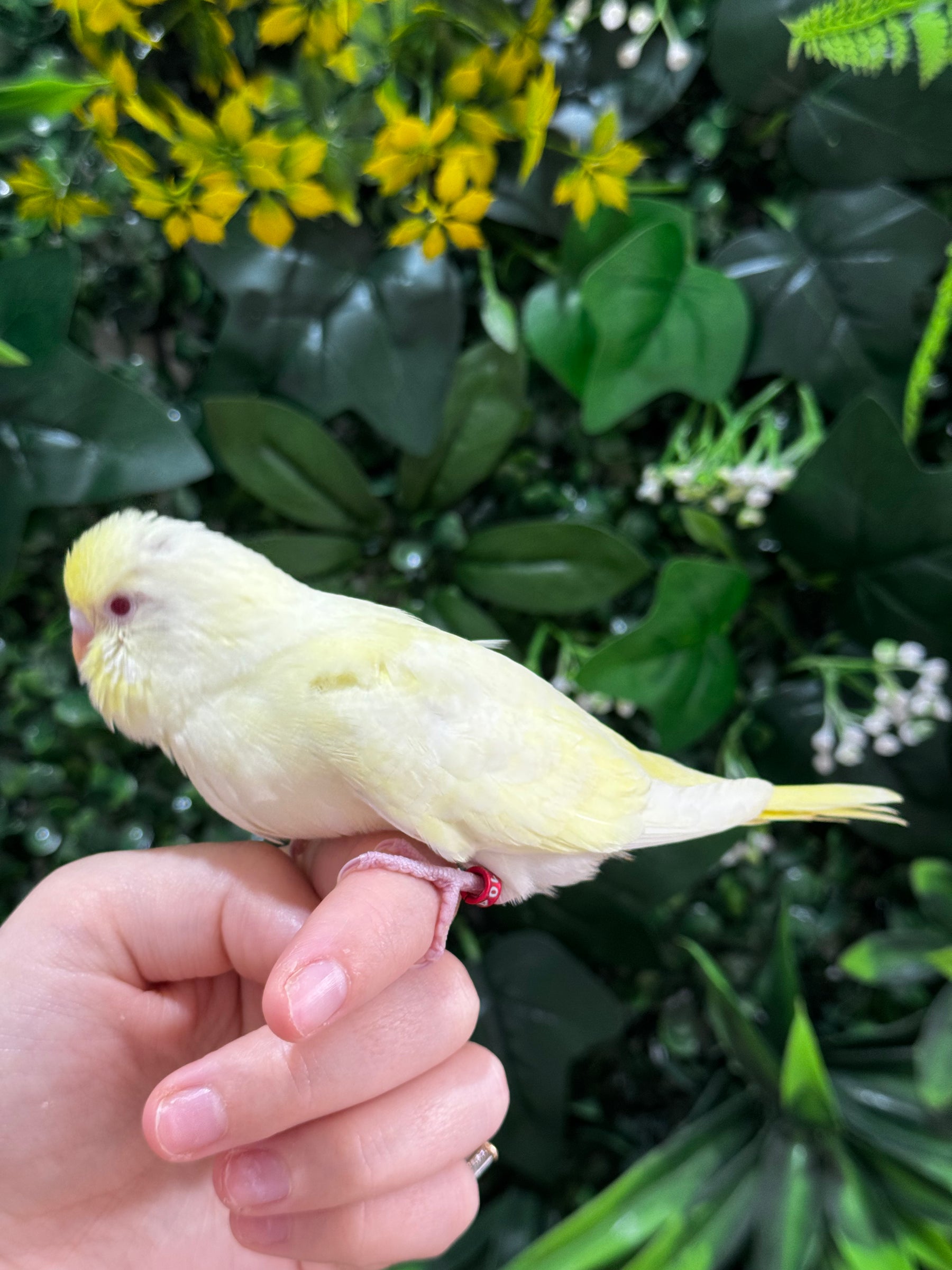 Handraised Budgie