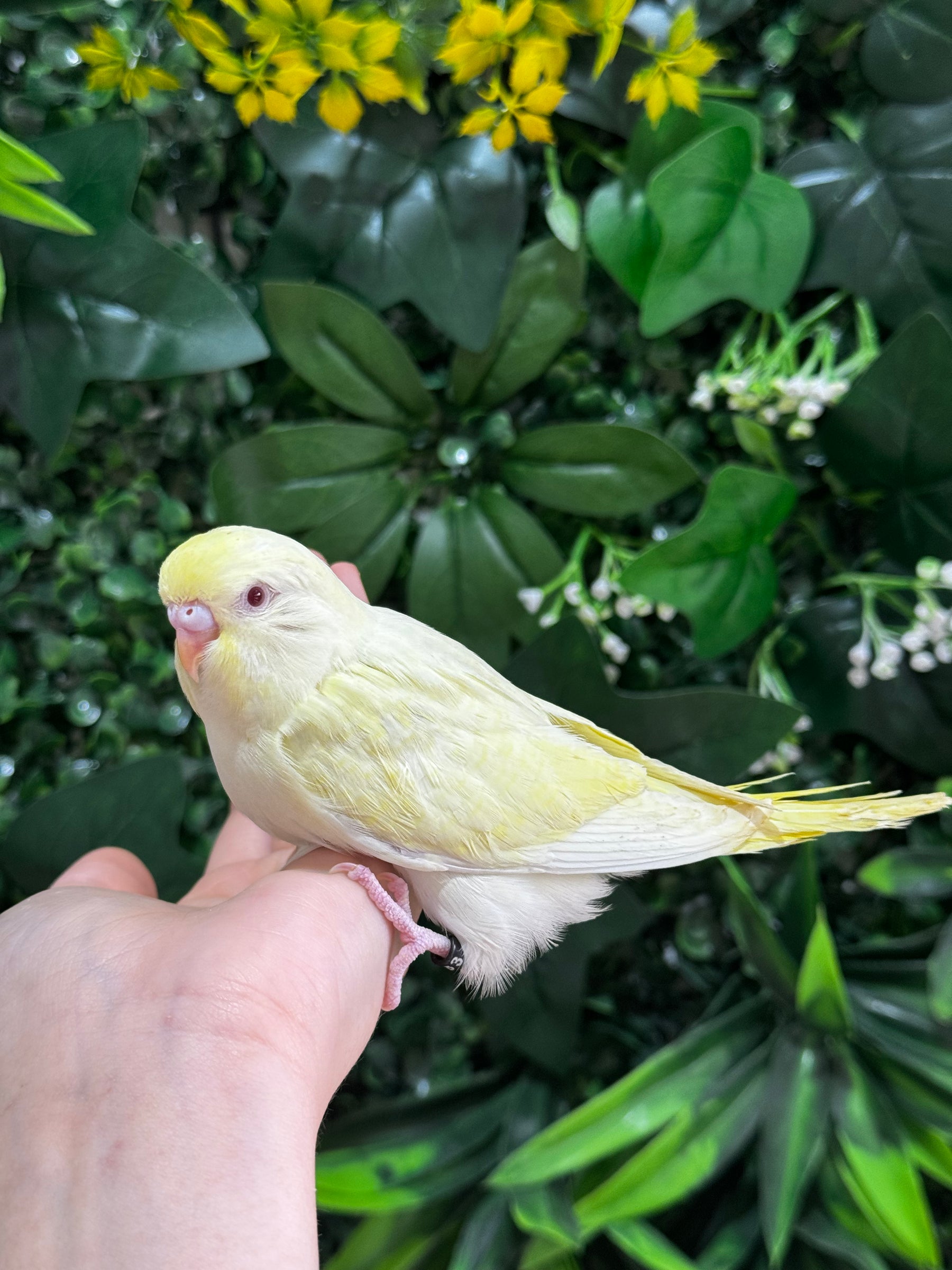 Handraised Budgie