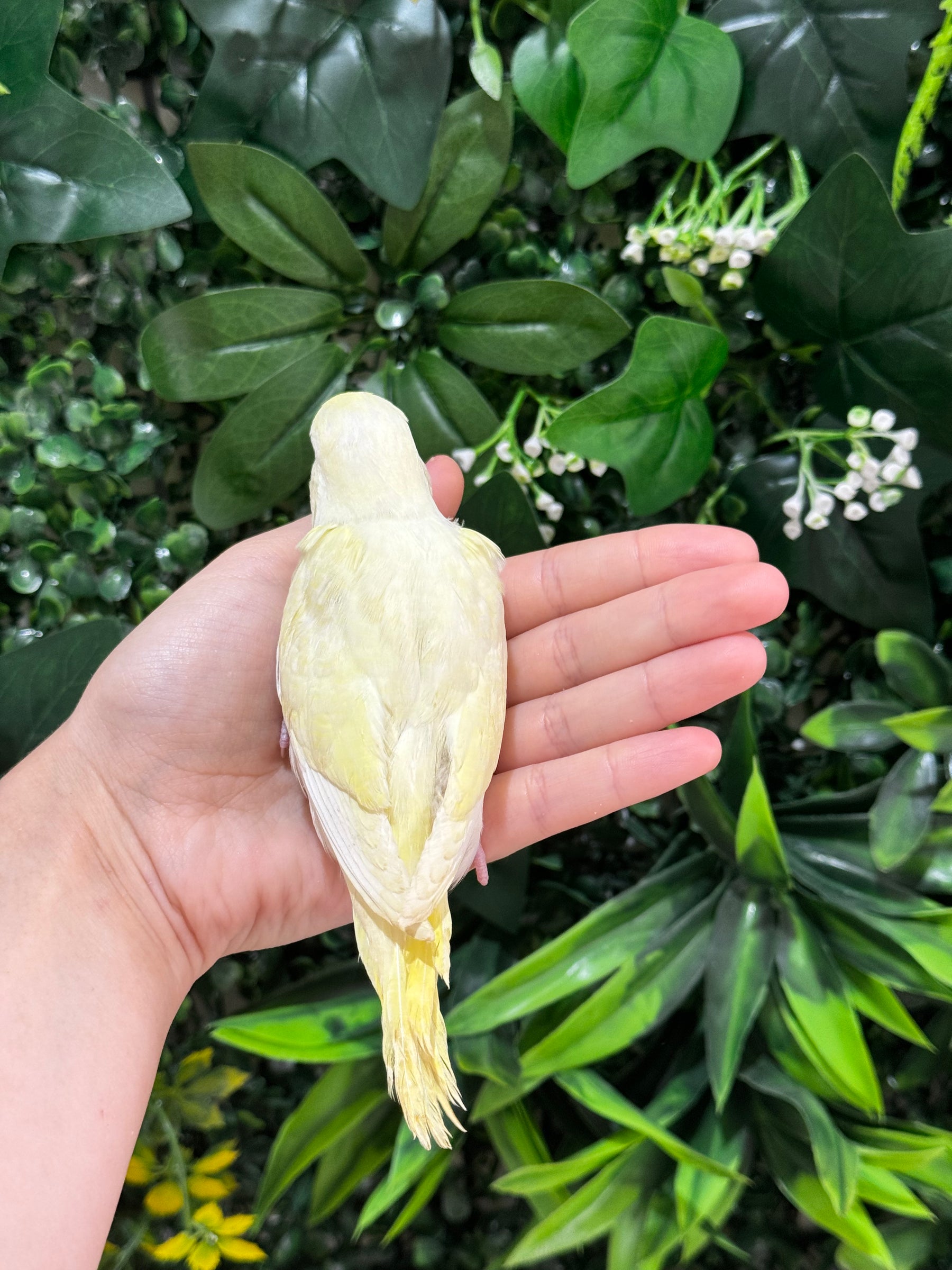 Handraised Budgie