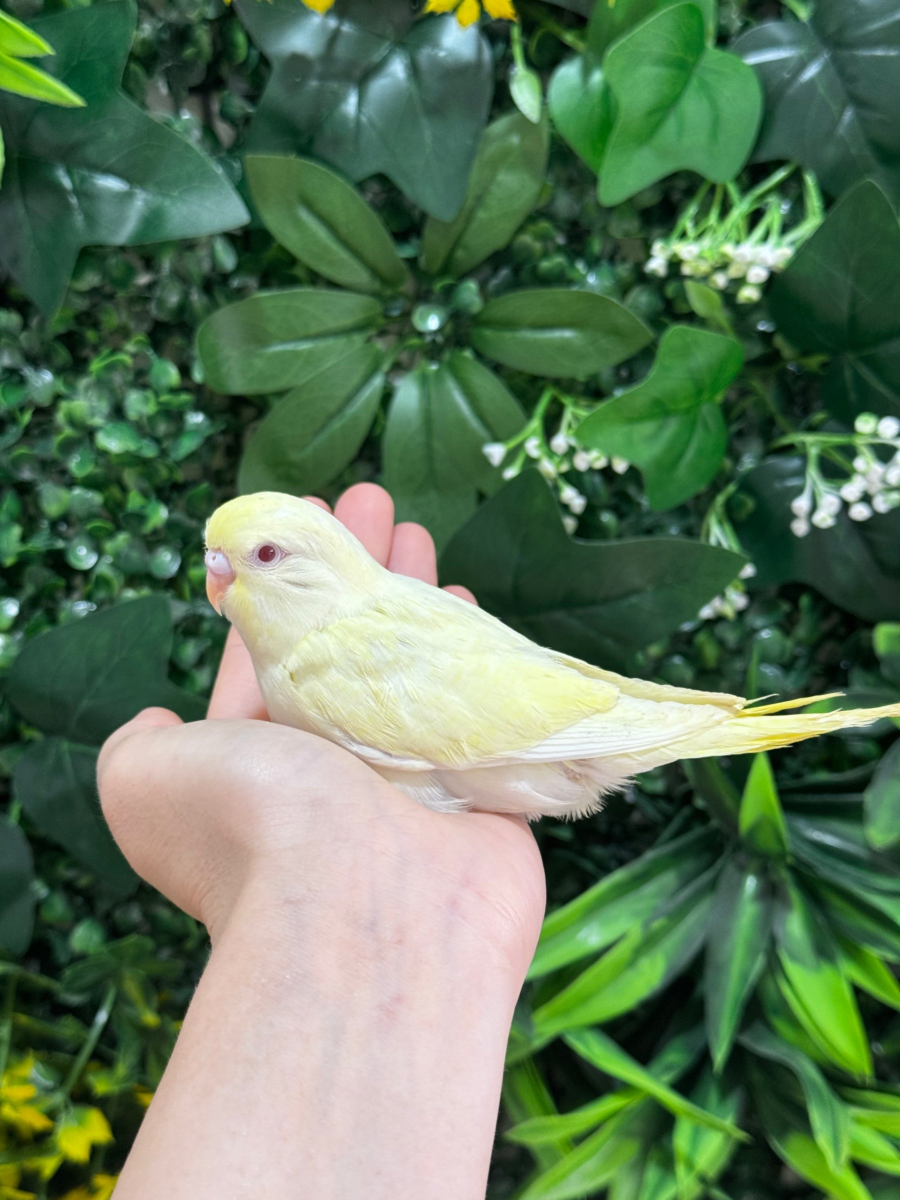 Handraised Budgie