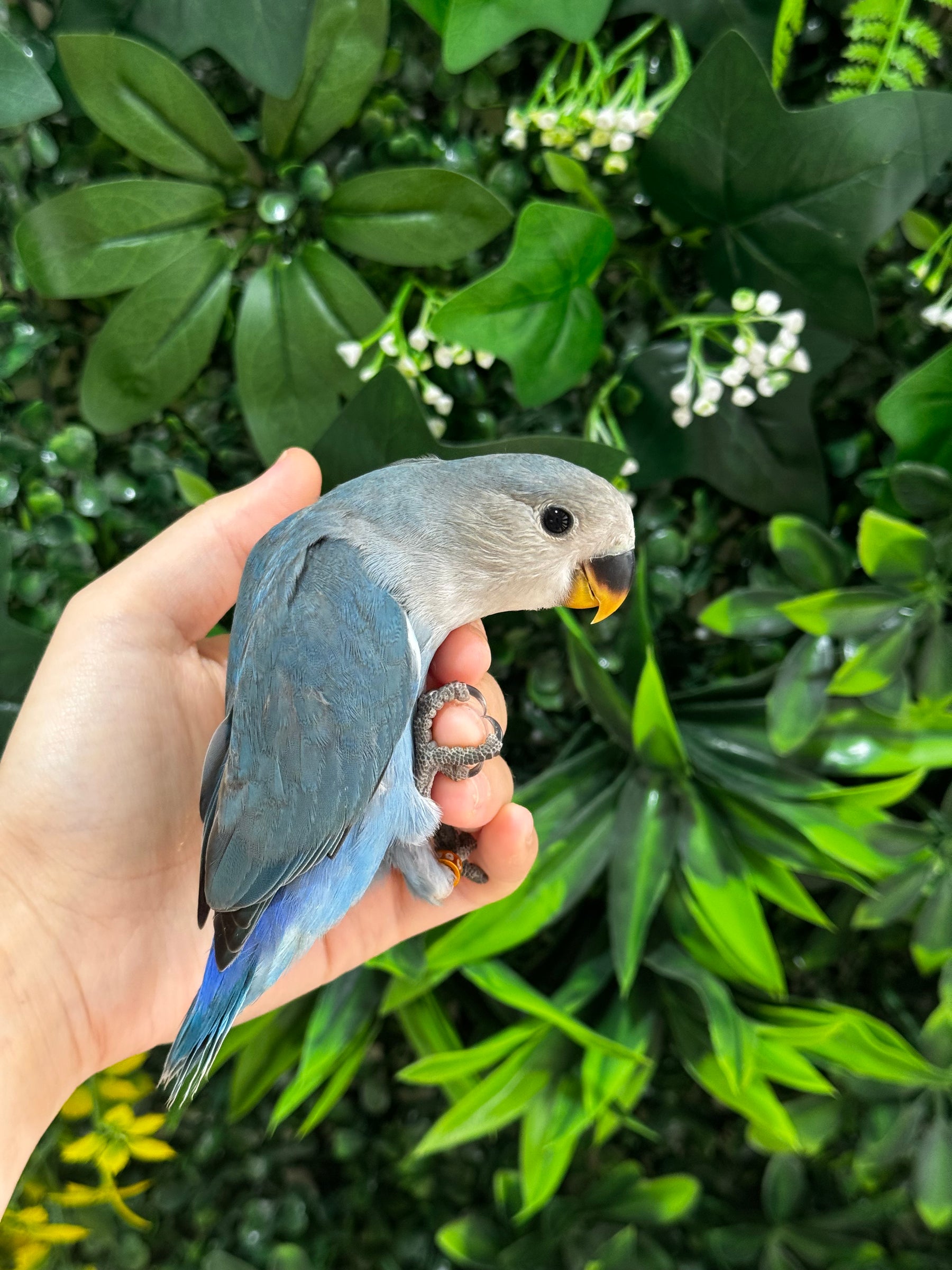 Handraised Lovebird