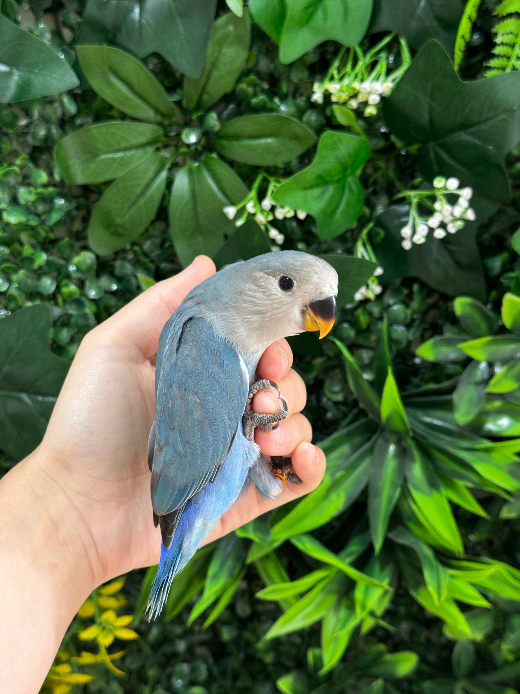 Handraised Lovebird