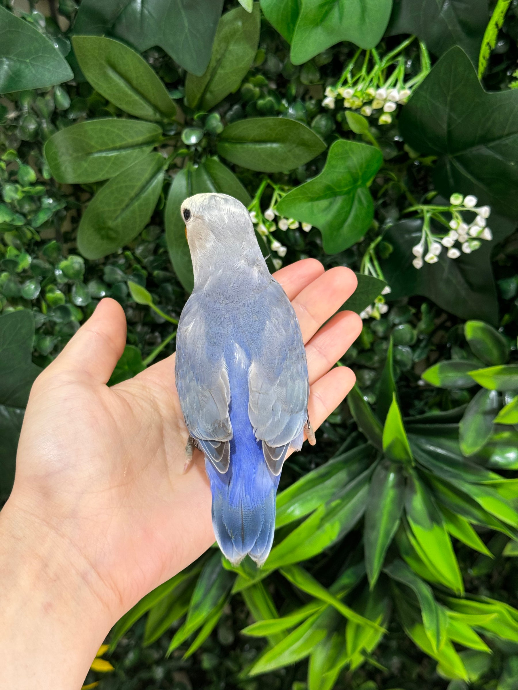 Handraised Lovebird