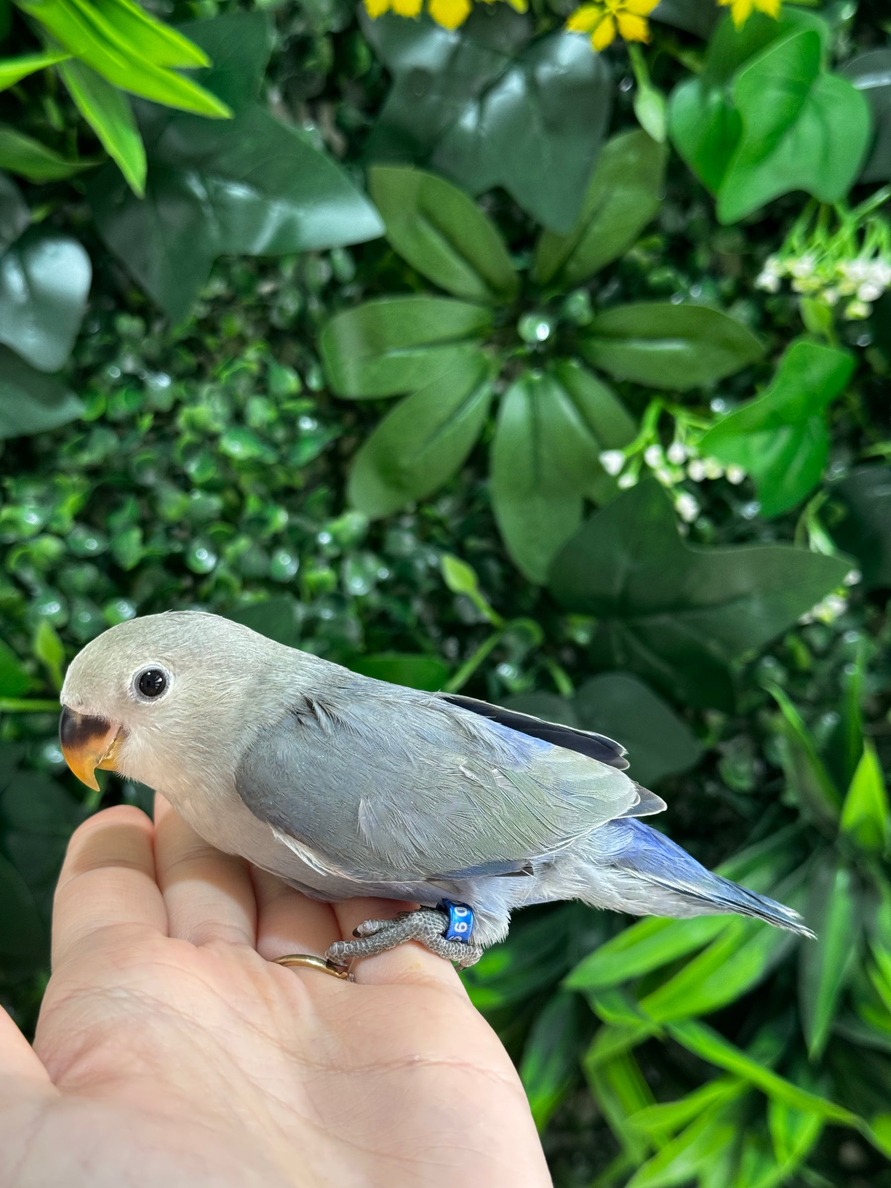 Handraised Lovebird