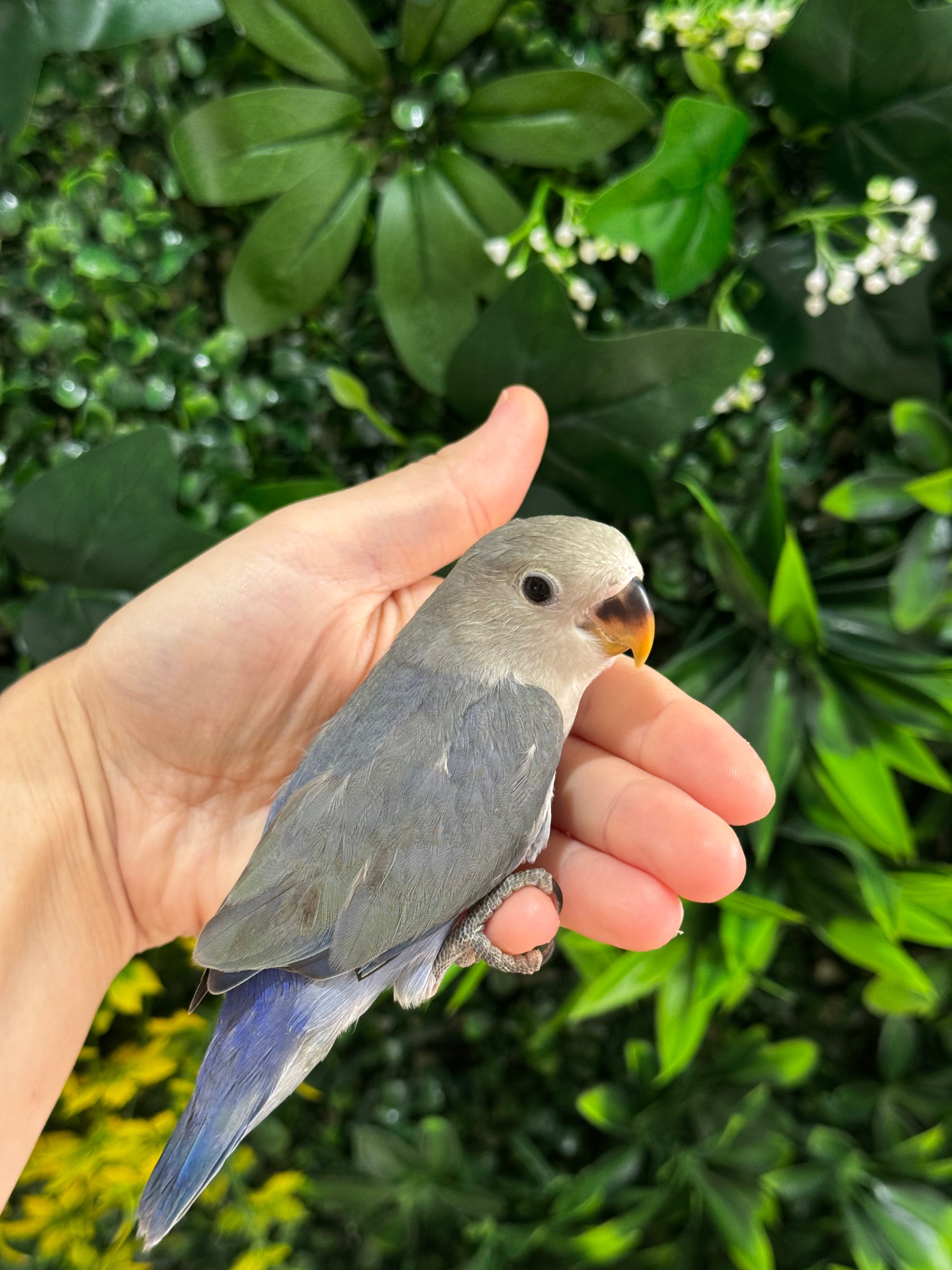 Handraised Lovebird