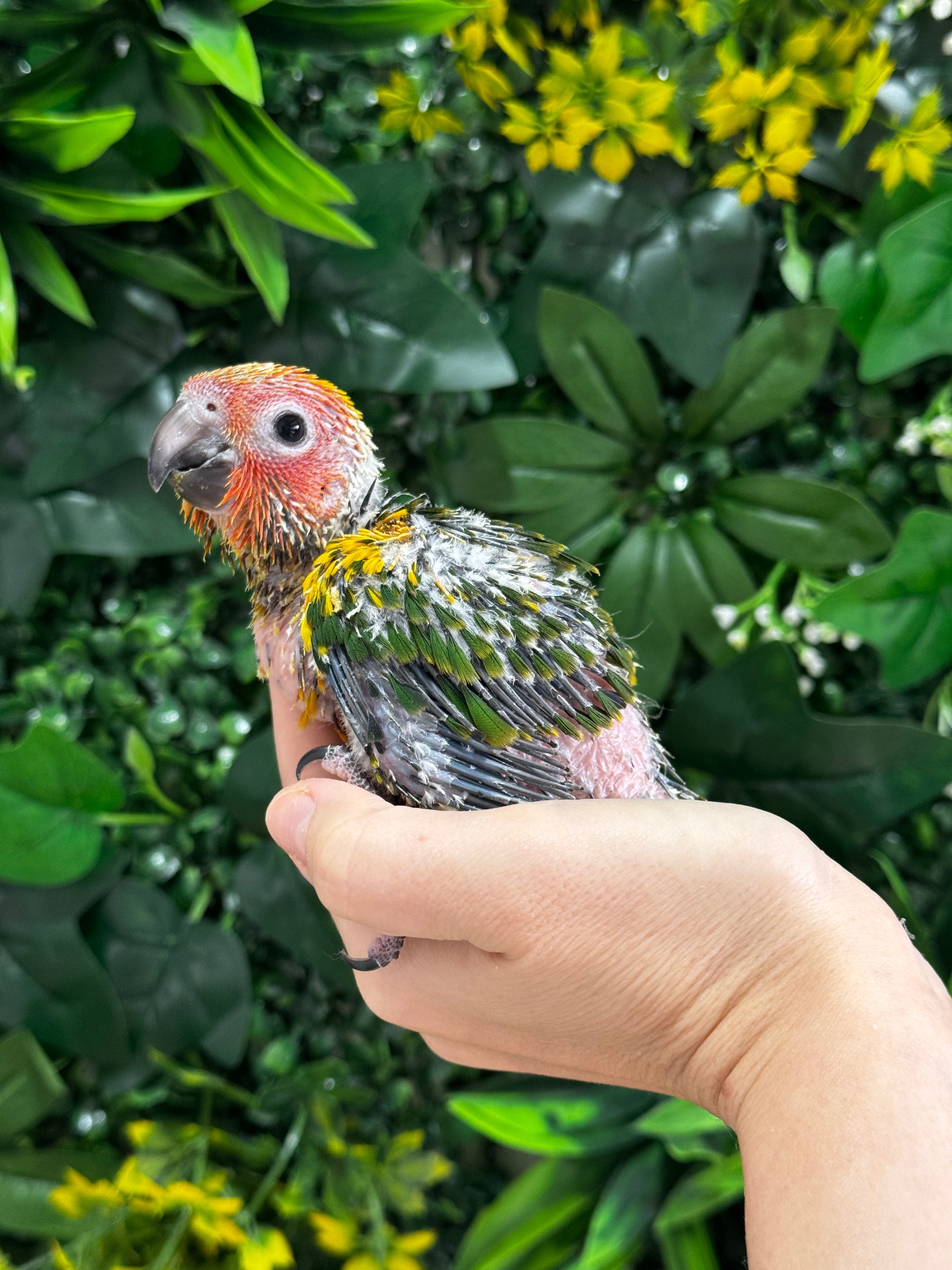 Handraised Sun Conure