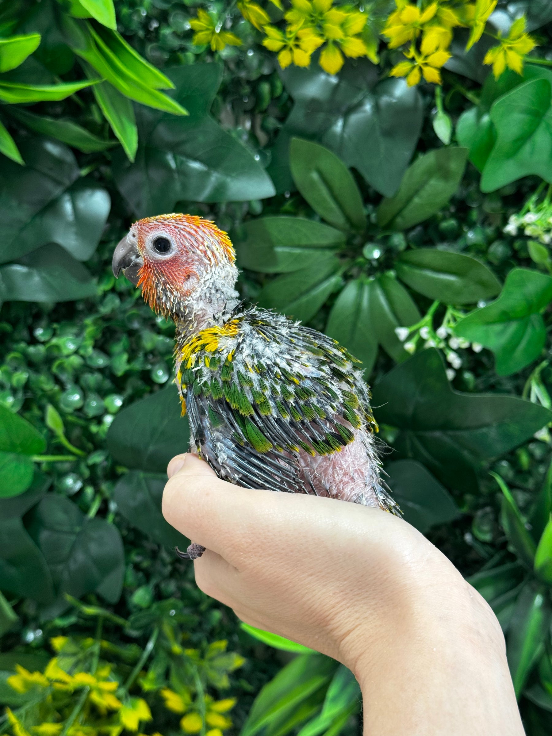 Handraised Sun Conure