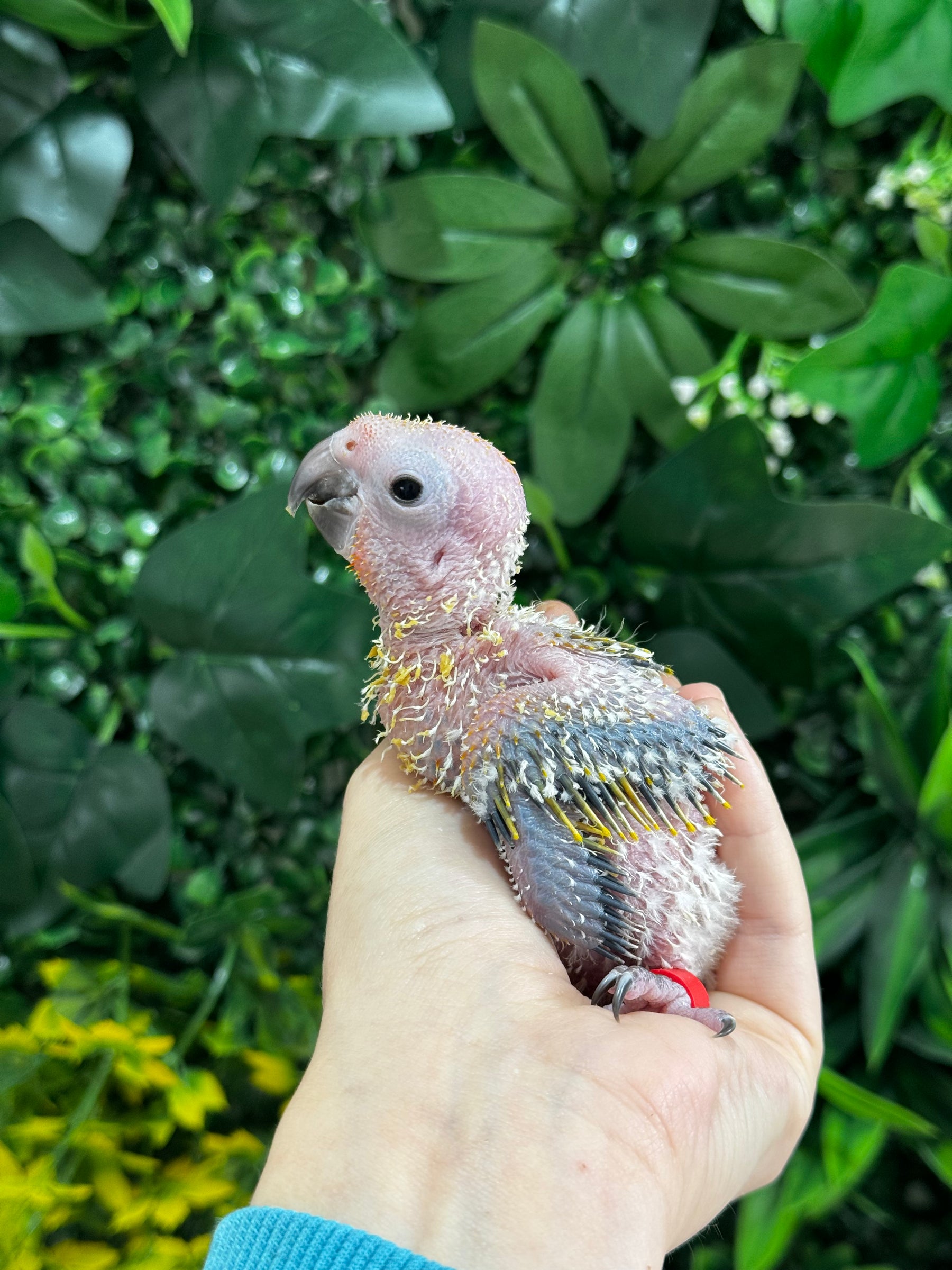 Handraised Sun Conure