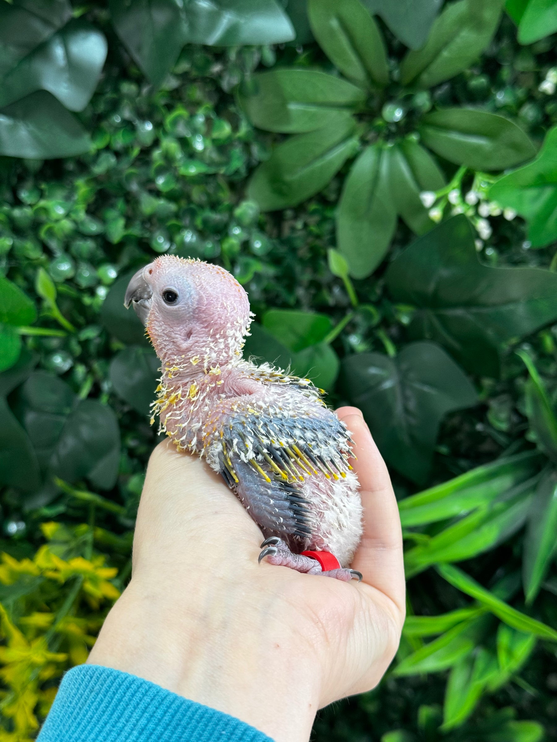 Handraised Sun Conure