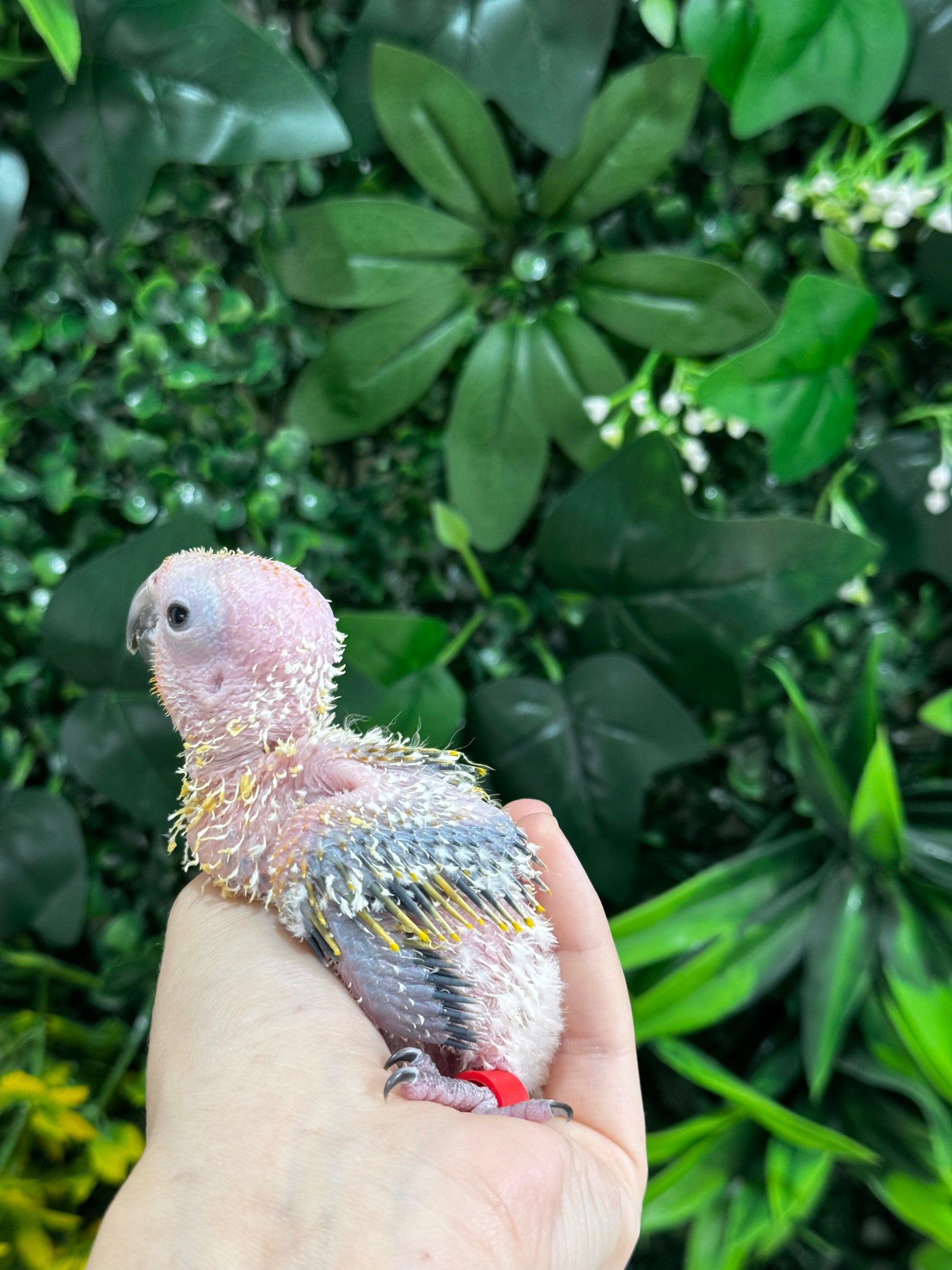 Handraised Sun Conure