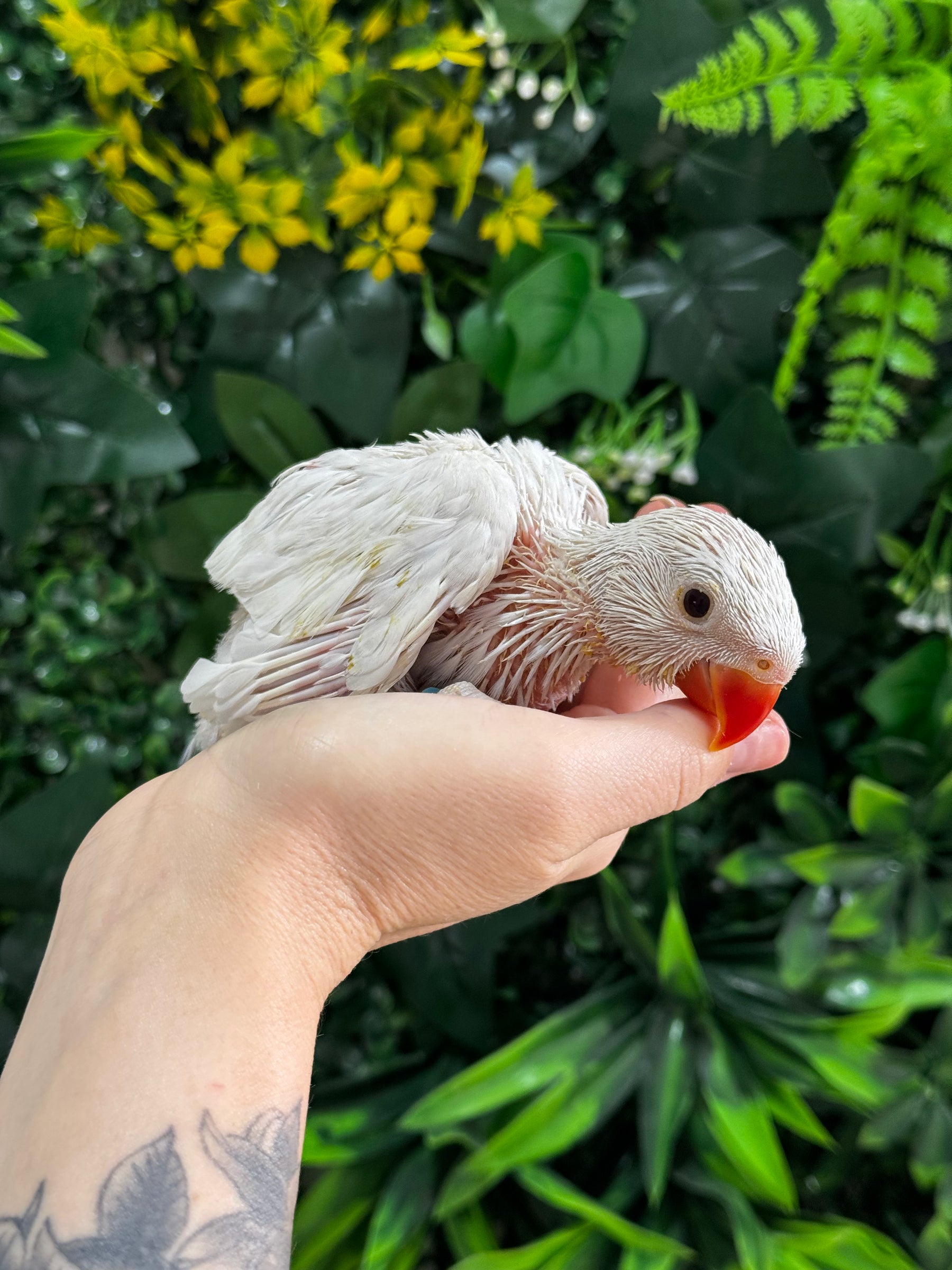Handraised Indian Ring Neck