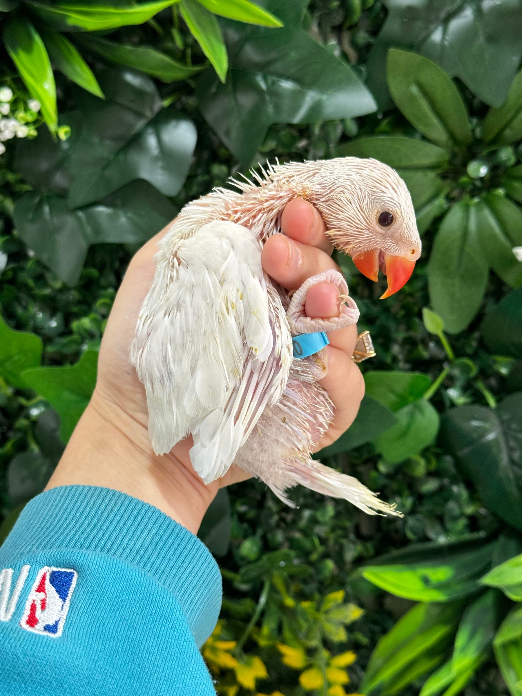 Handraised Indian Ring Neck