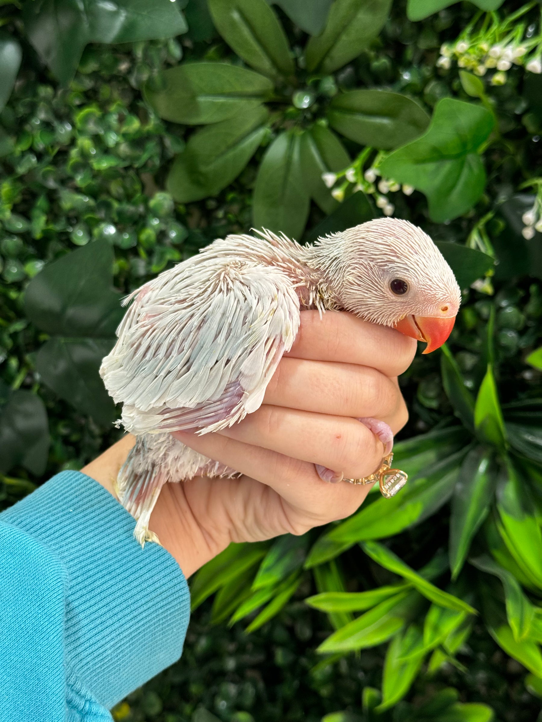 Handraised Indian Ring Neck