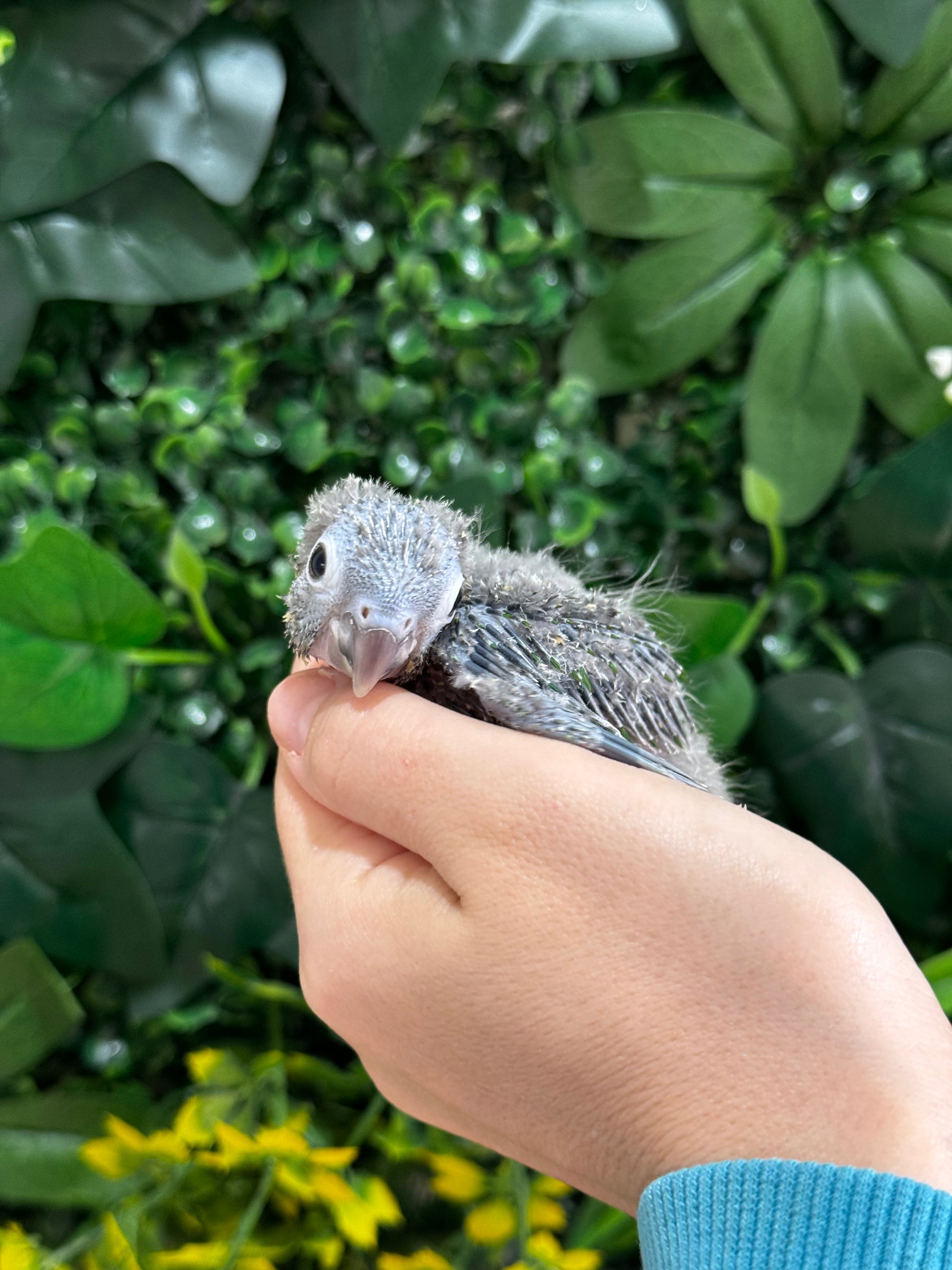 Handraised Green Cheek Conure