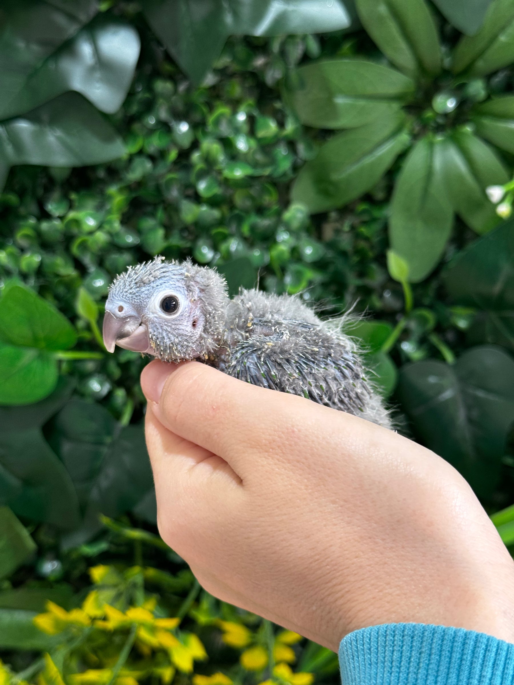 Handraised Green Cheek Conure