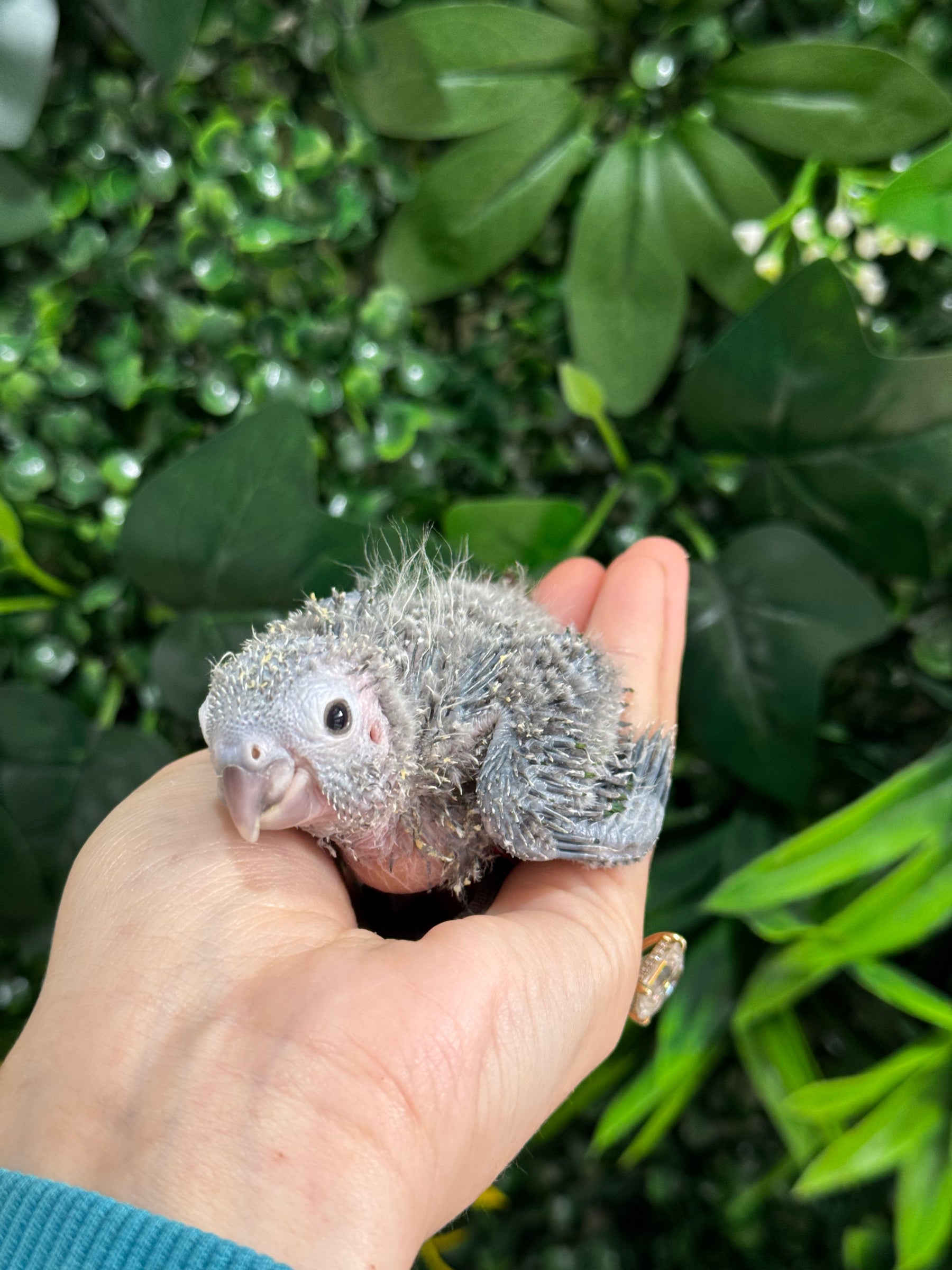 Handraised Green Cheek Conure