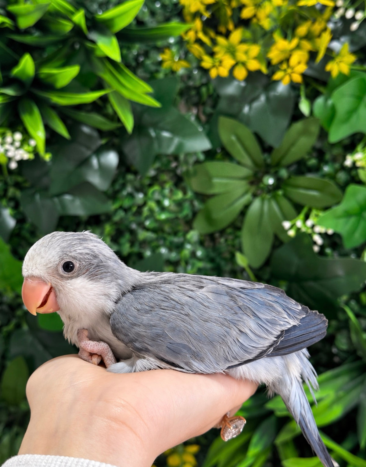 Handraised Quaker