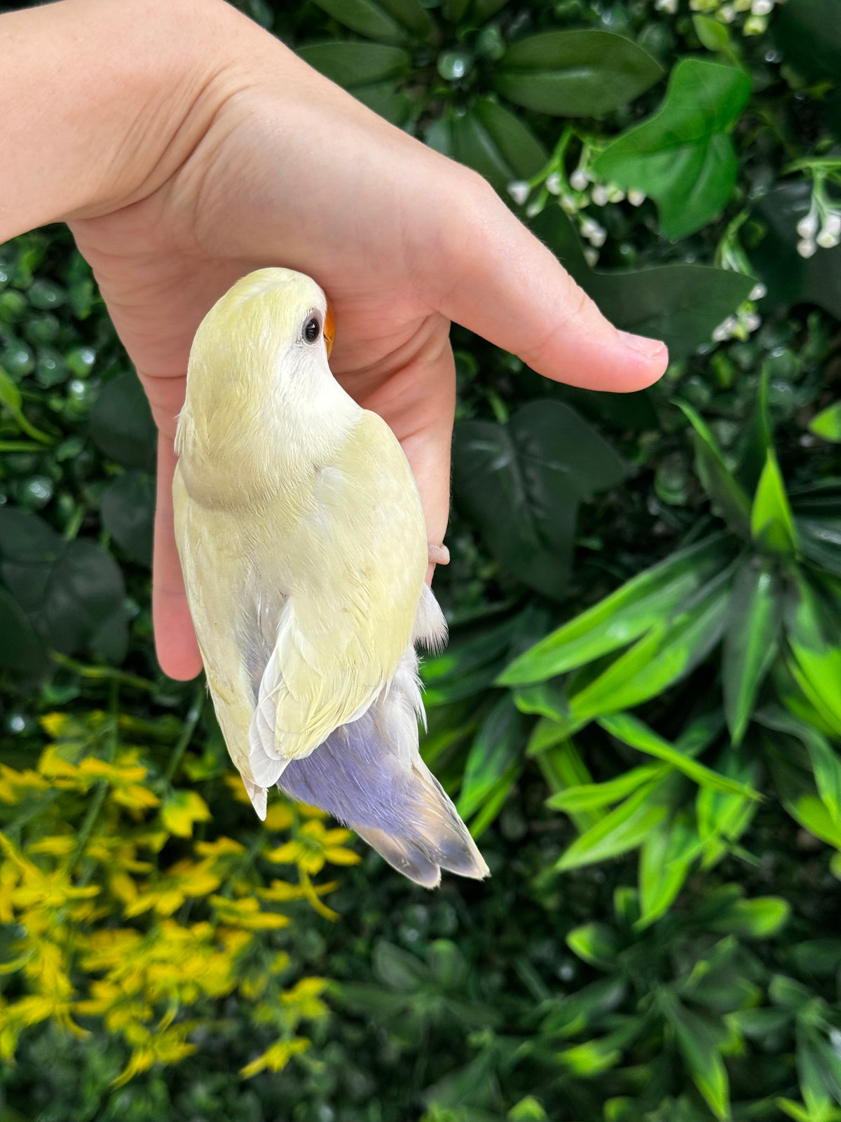 Handraised Lovebird