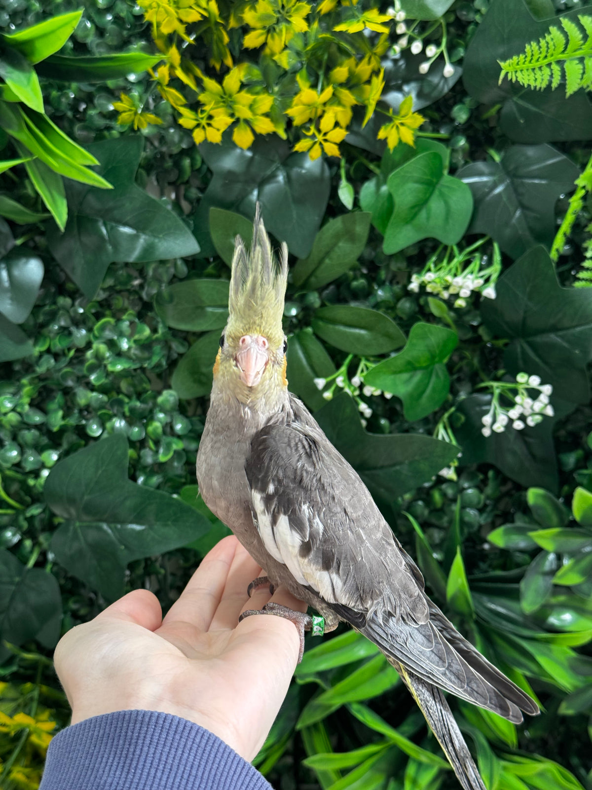 Handraised Cockatiel
