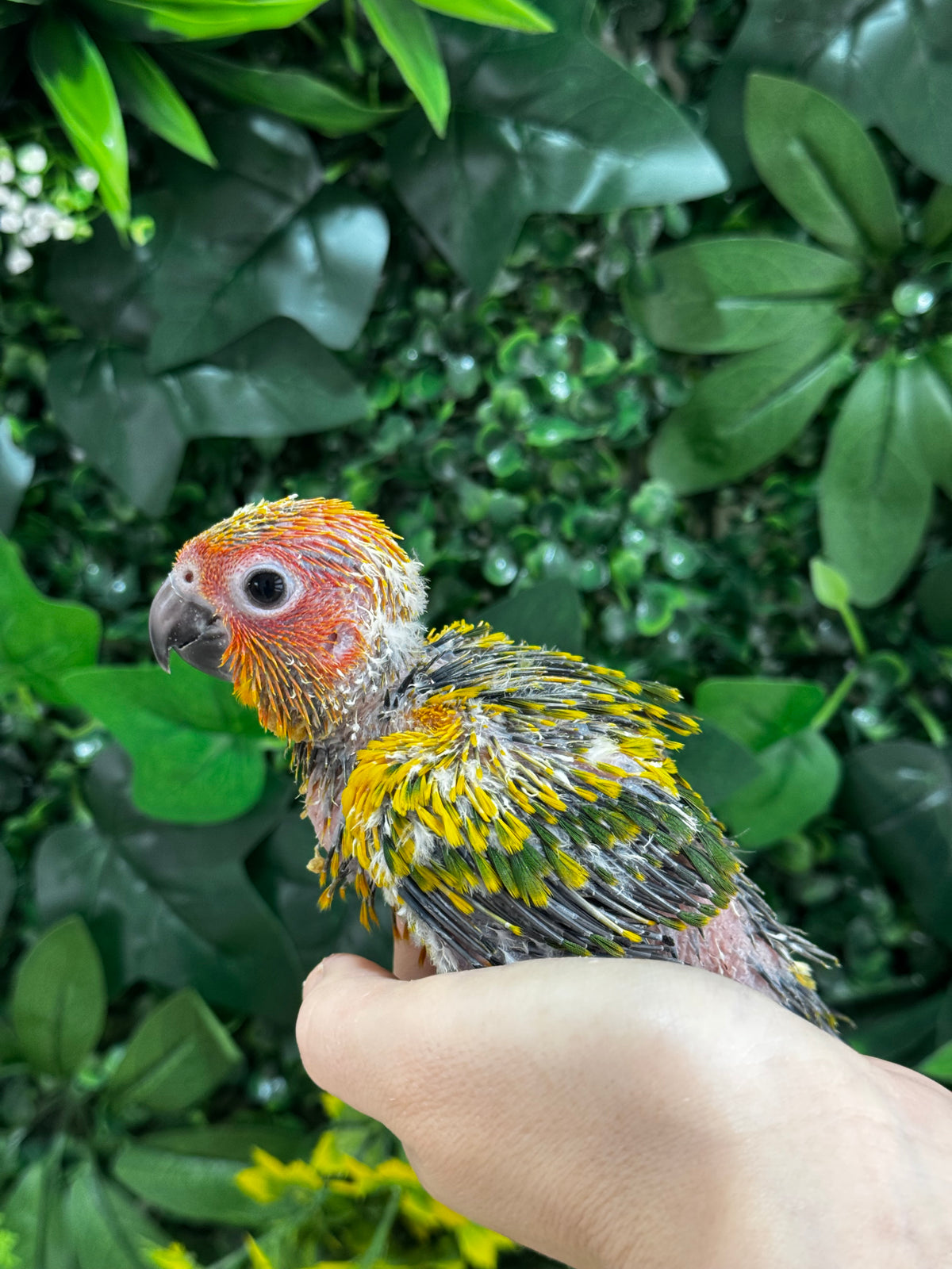 Handraised Sun Conure