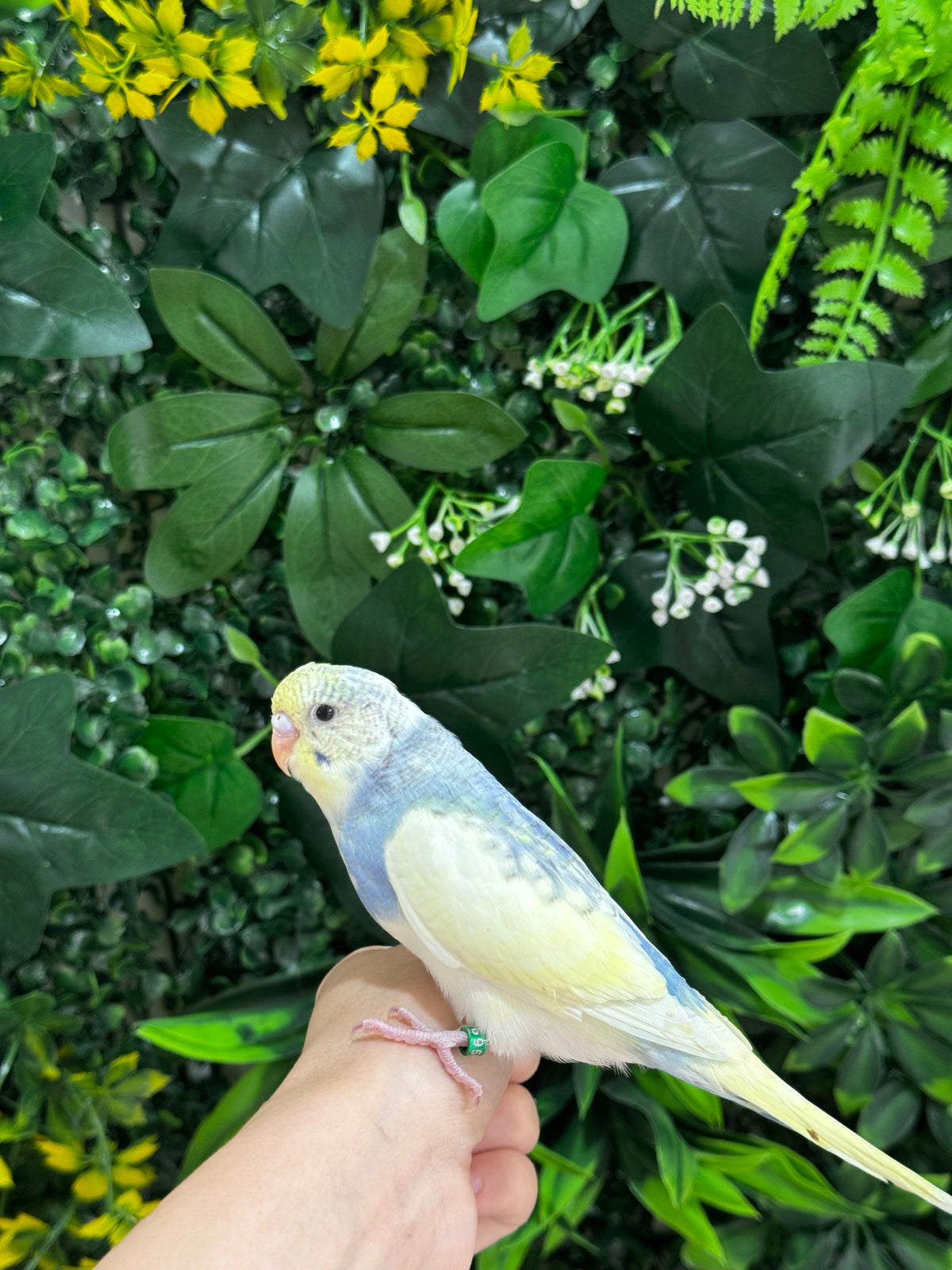 Handraised Budgie