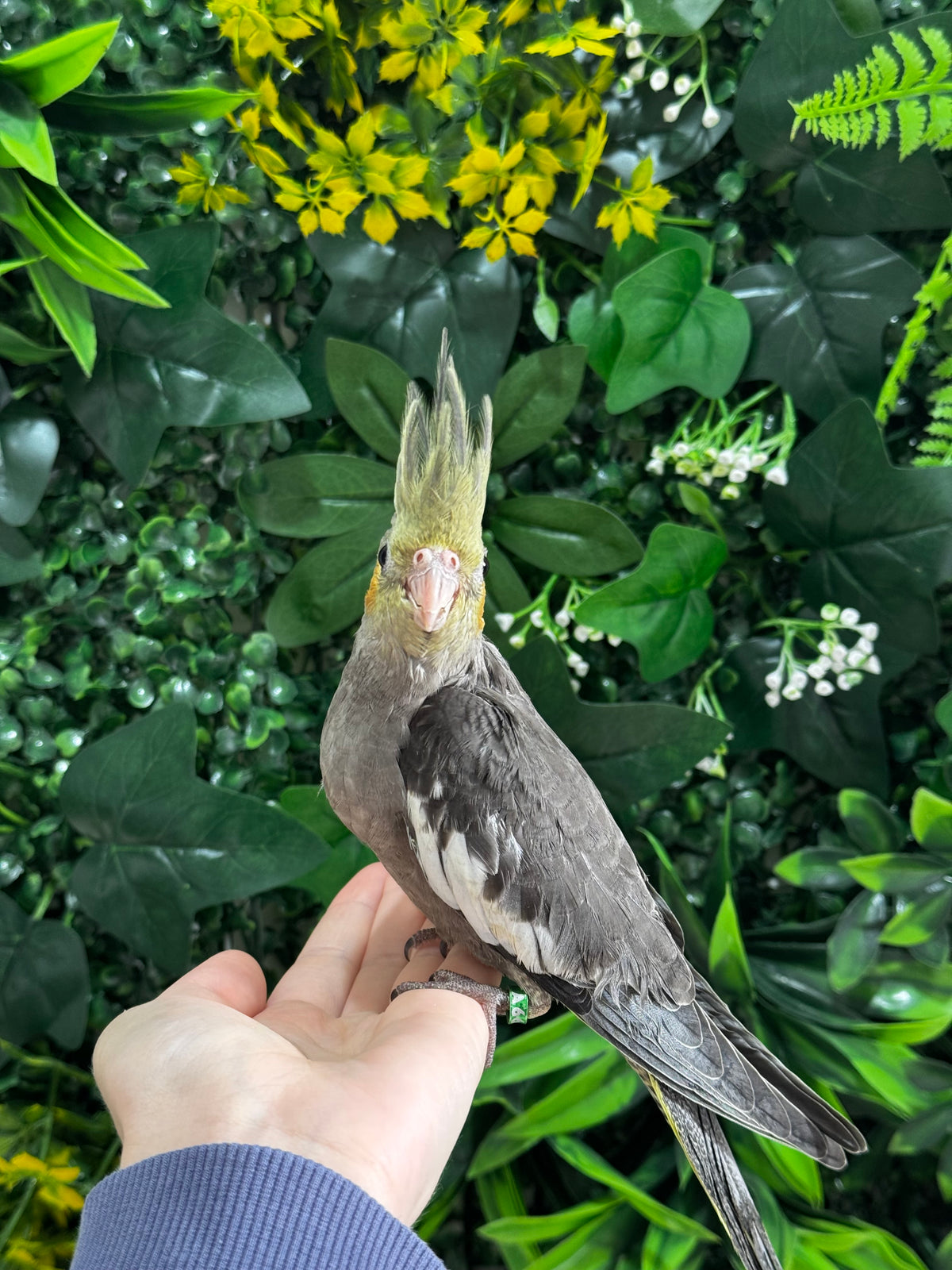 Handraised Cockatiel
