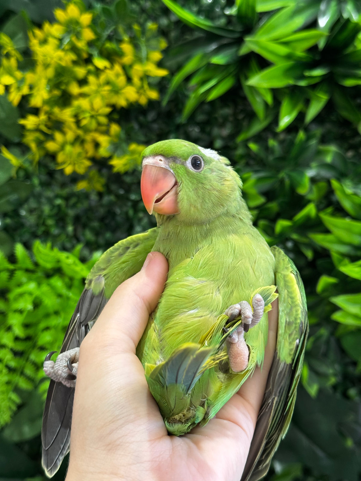 Handraised Alexandrine