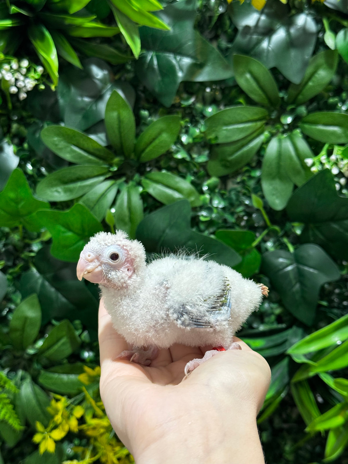 Handraised Conure