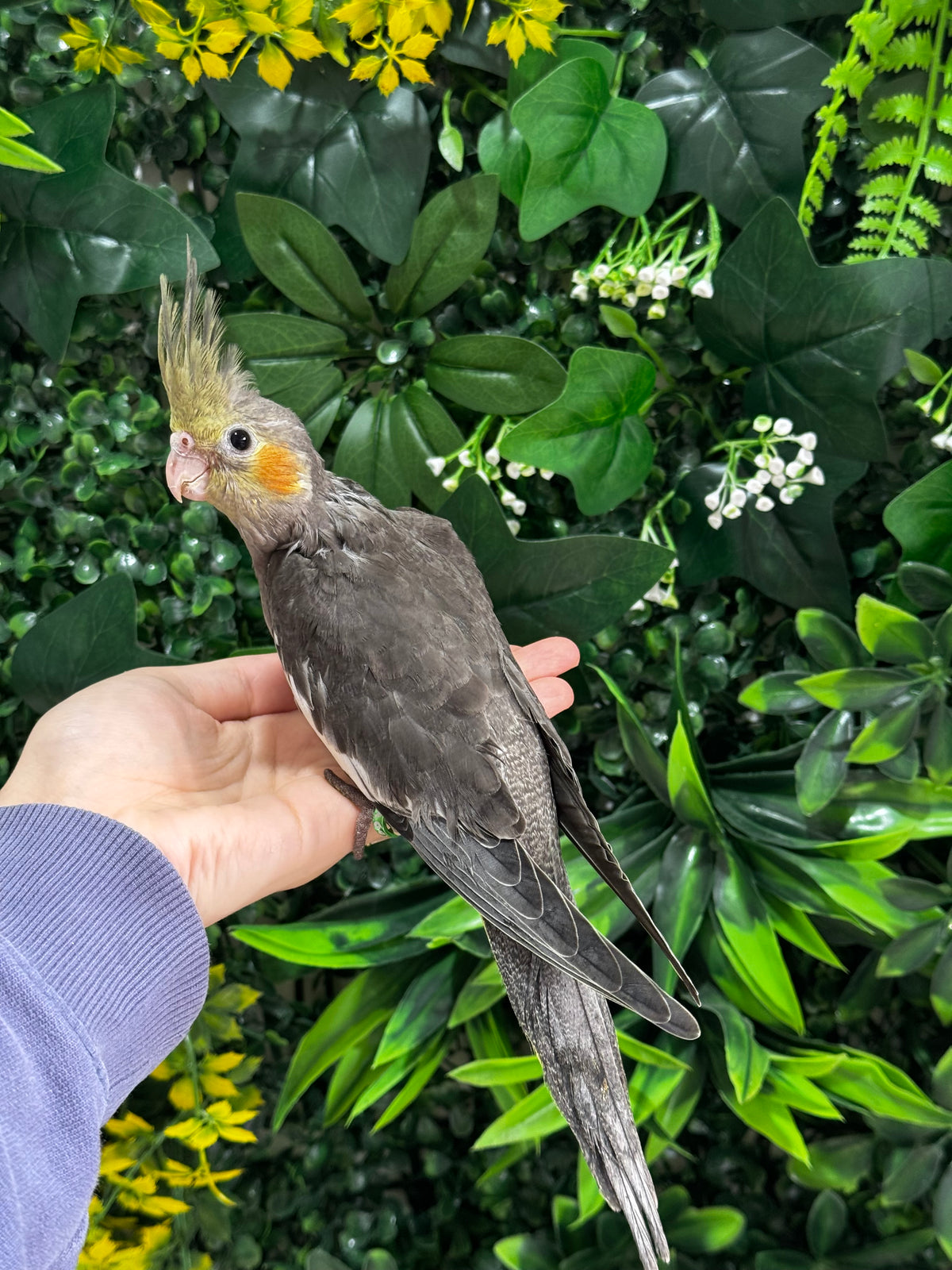 Handraised Cockatiel