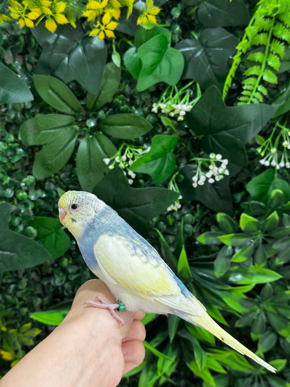 Handraised Budgie